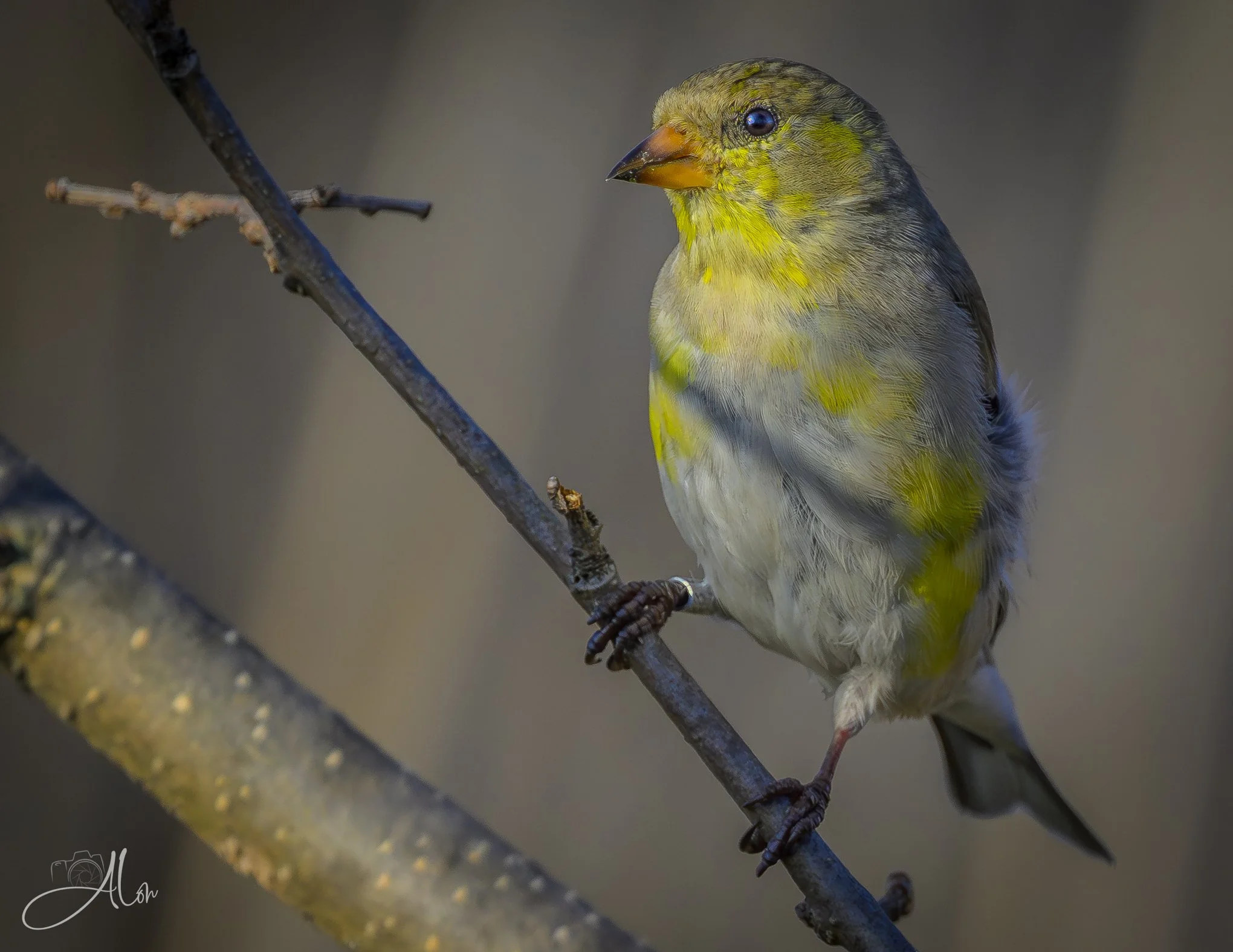 Gold Banded
(American Goldfinch)
0Z84997