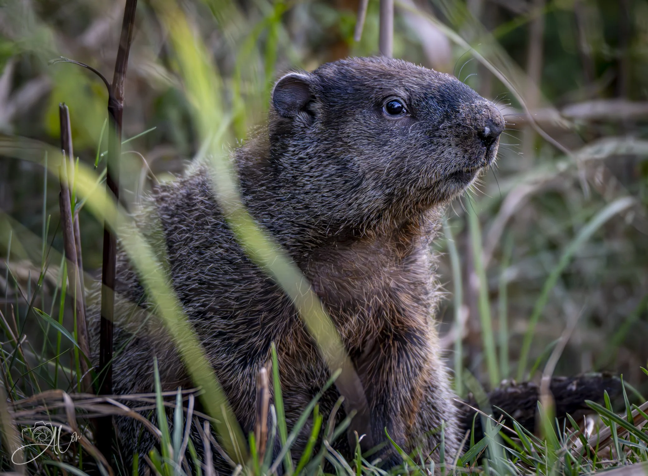 More Winter
(Groundhog)
0Z83392