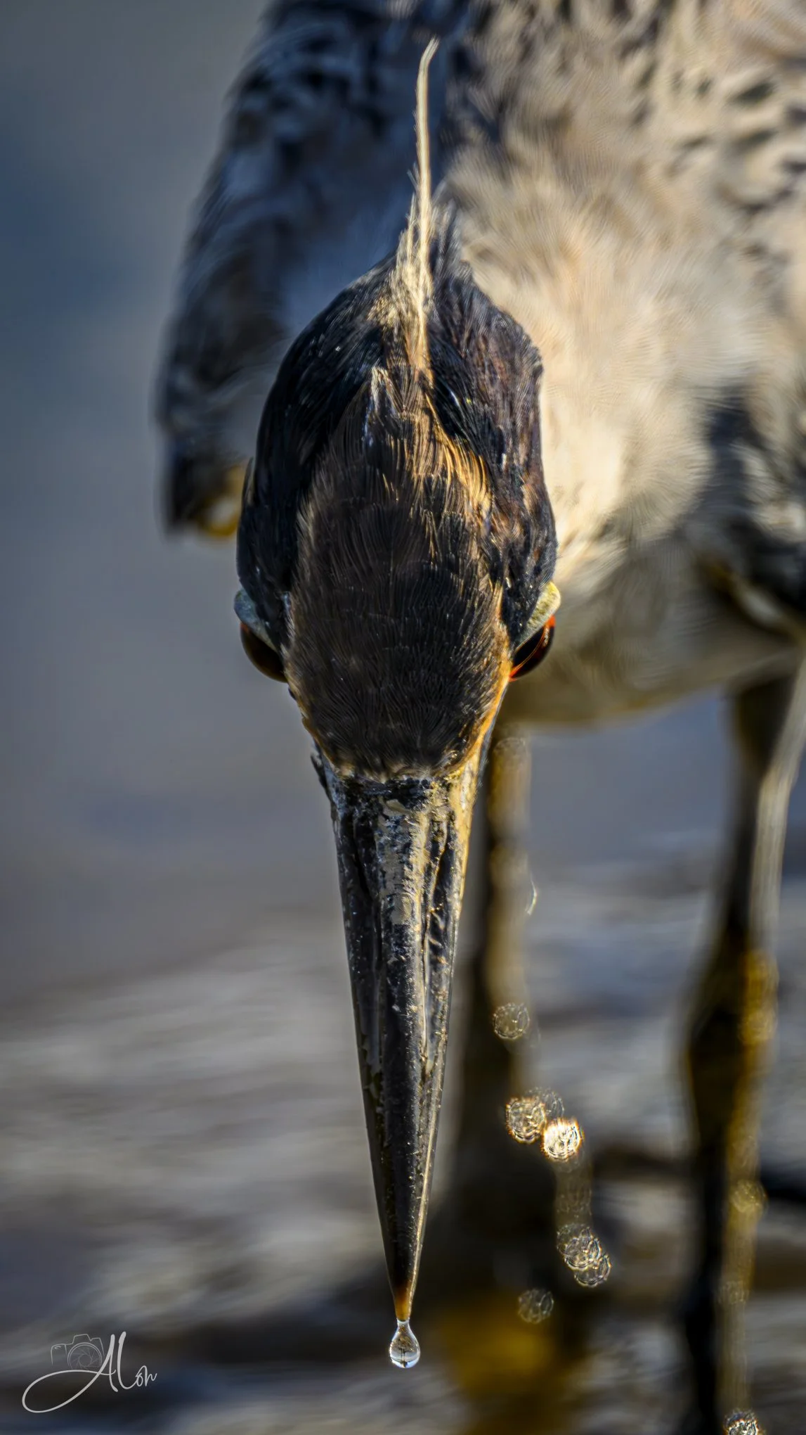 Water Torture (Yellow-Crowned Night Heron) 080126_1566