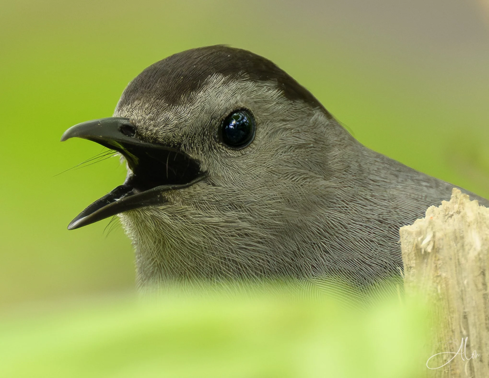 (Gray Catbird)
0Z89198