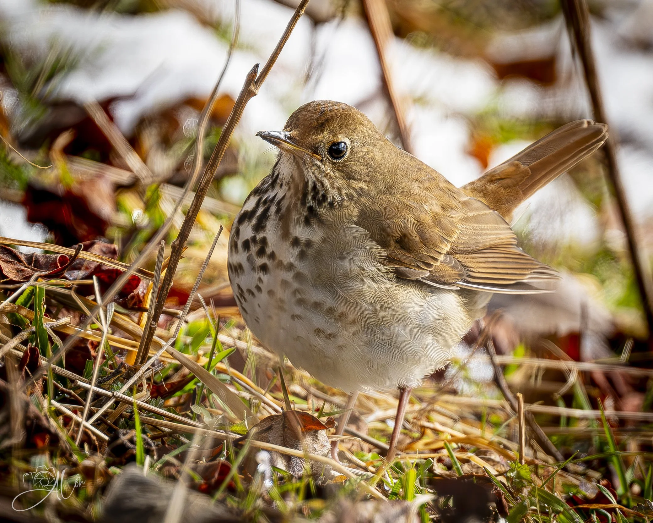 A Patch of Green
(Hermit Thrush)
0Z85689