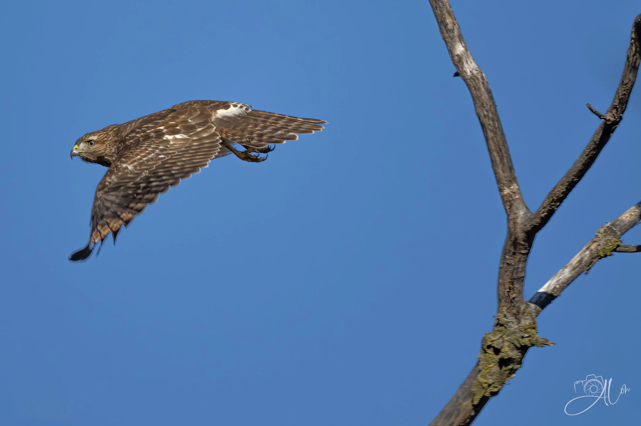 Away We Go
(Red-Shouldered Hawk)
0Z80814
