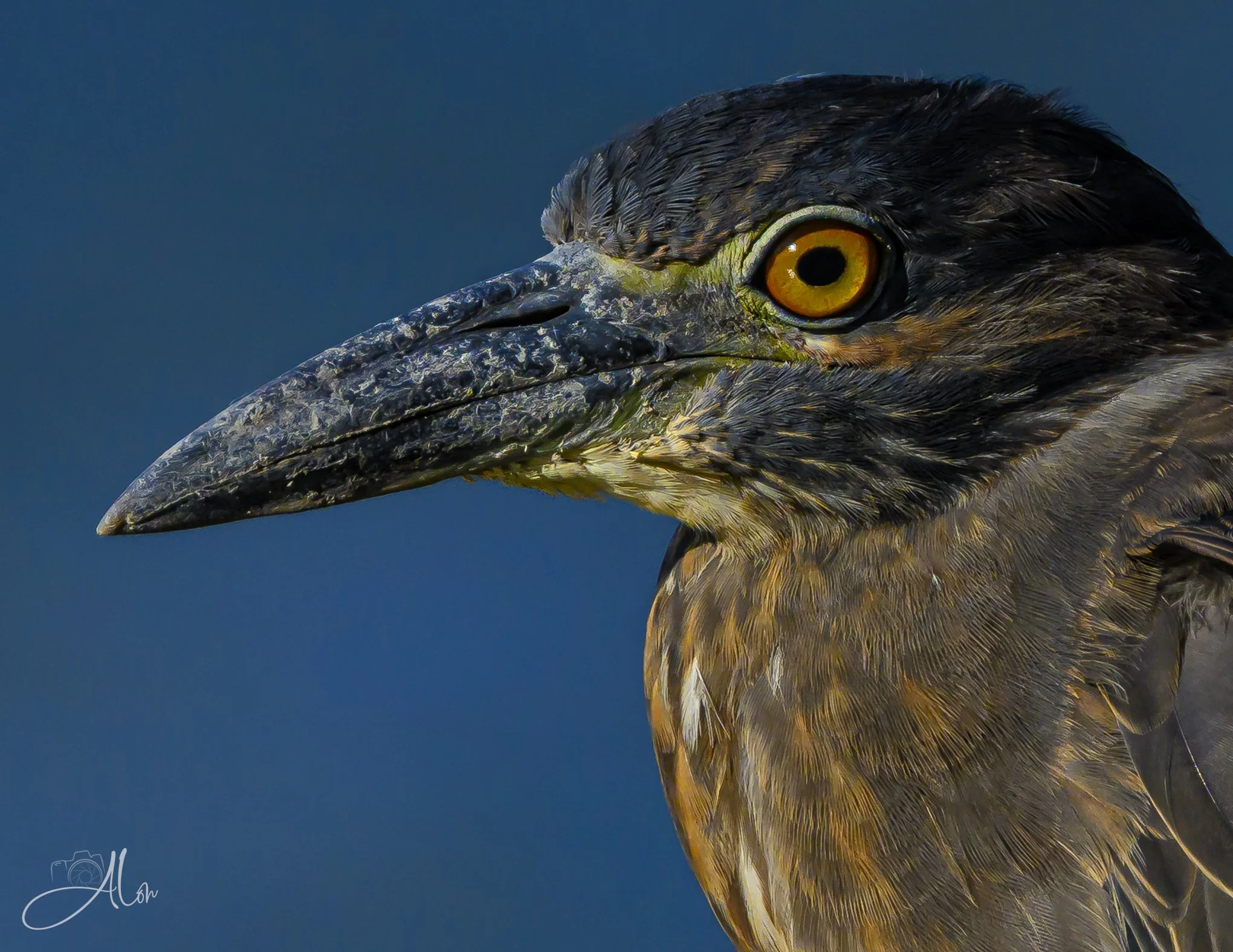 Harsh! (Yellow-Crowned Night Heron) 080326_5434