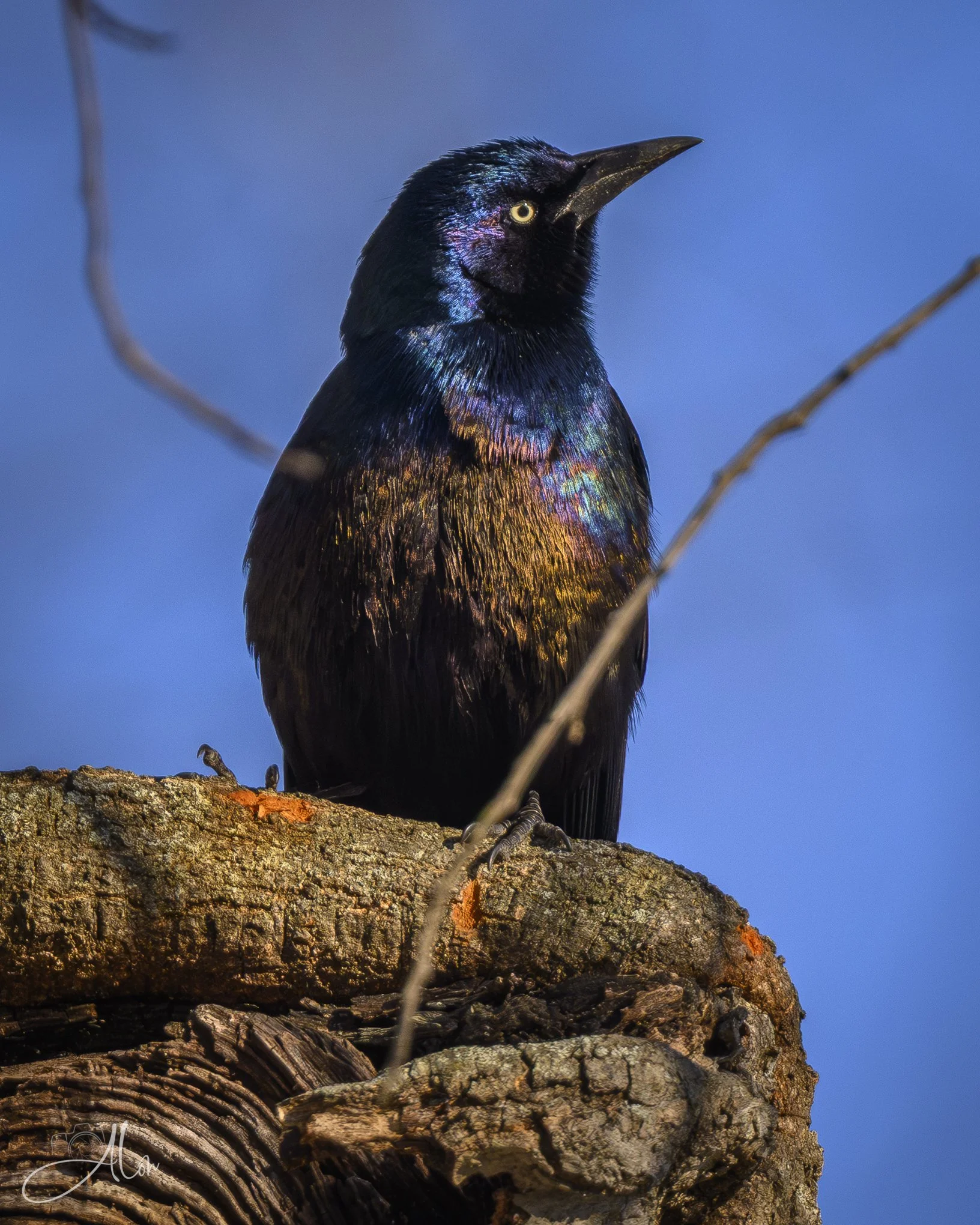 Stinkeye
(Common Grackle)
0Z82505