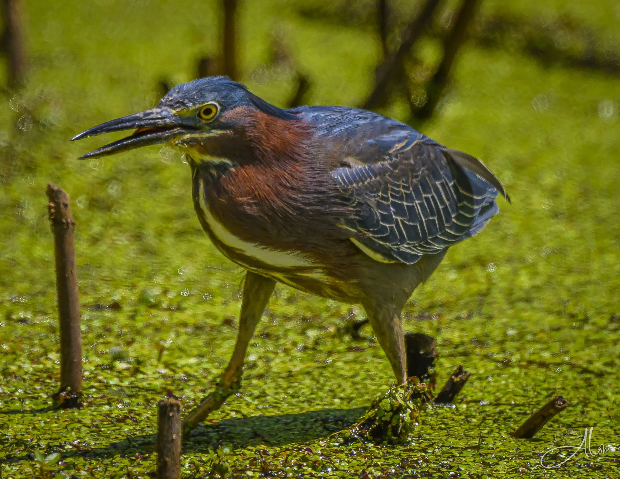 Chicken Walk (Green Heron) Z8062126_8389
