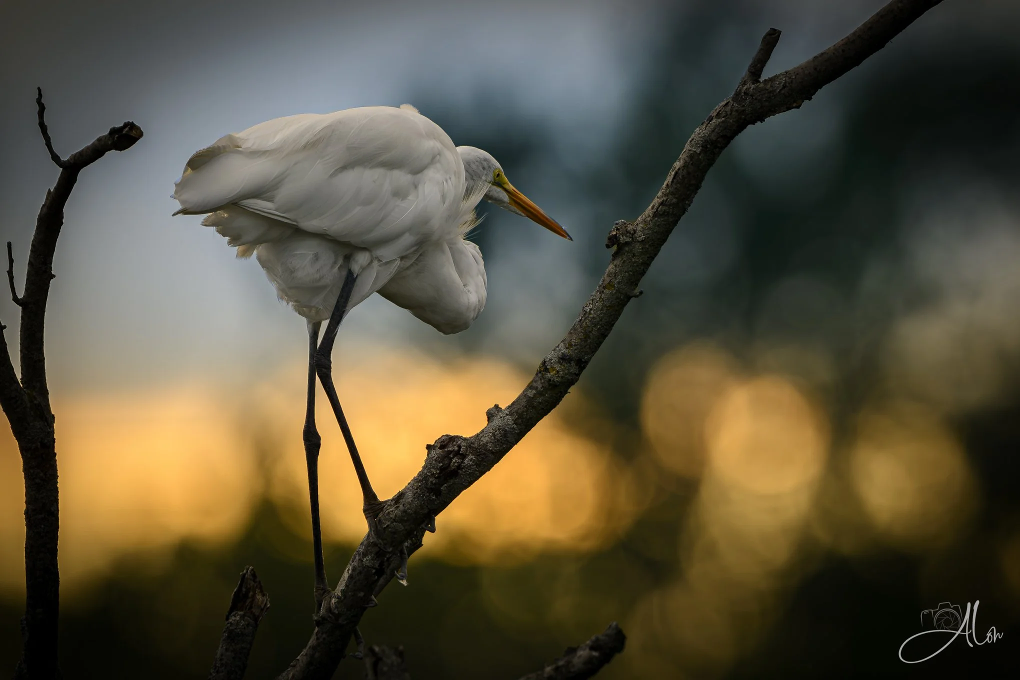 Skimping on Sunlight (Great Egret) 081226_0002