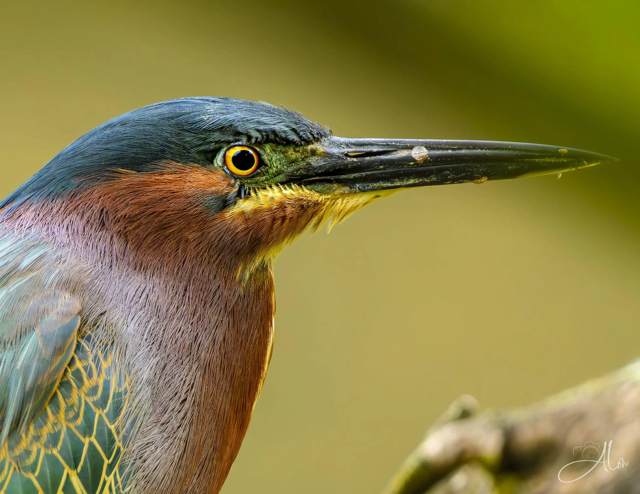 Dashing (Green Heron) 0Z87361
