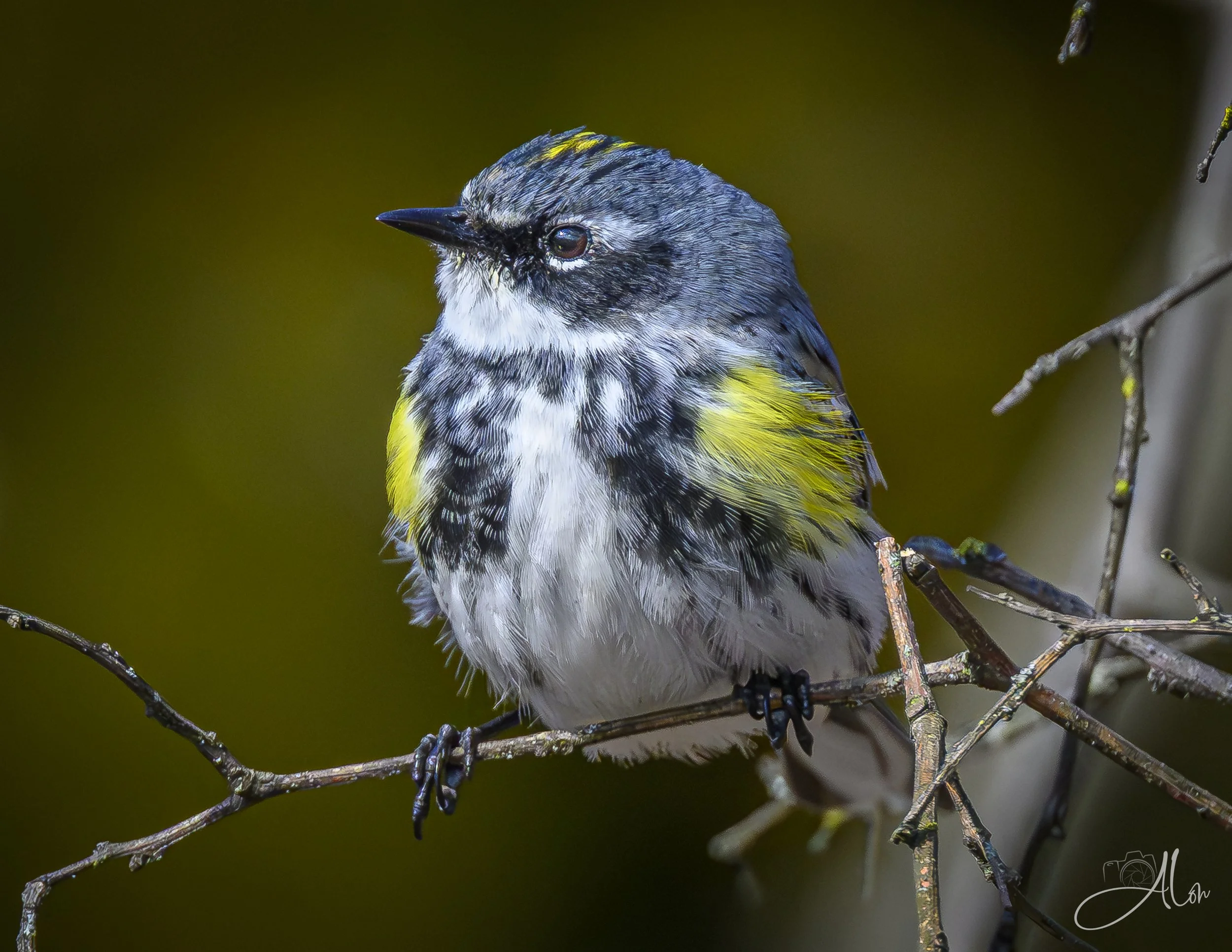 Which Way to Ukraine? (Yellow-Rumped Warbler) 0Z89968