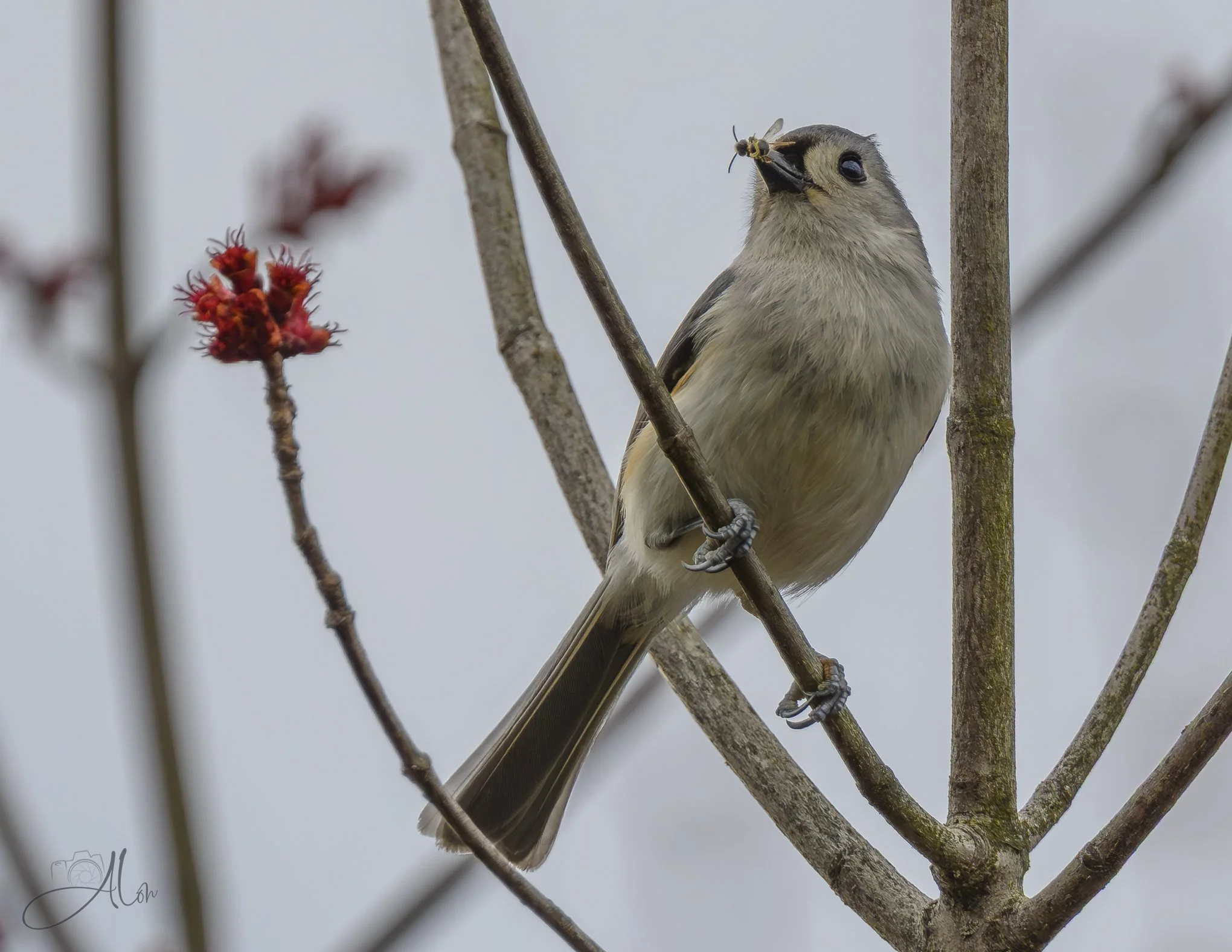 Gnat King Cole
(Tufted Titmouse)
0Z87606