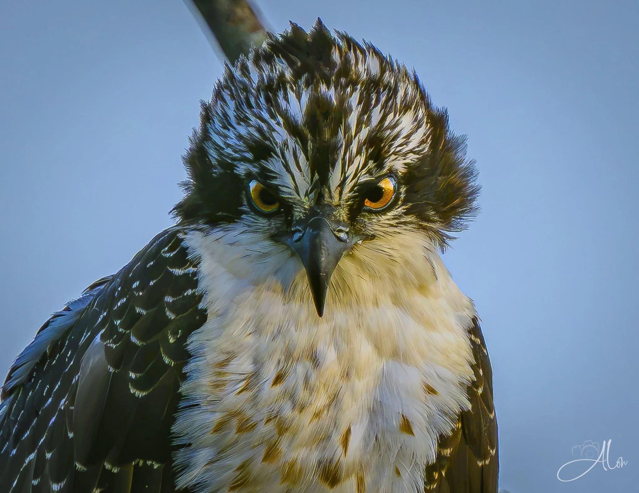 Doing My Own Thing (Osprey) 082426_1341