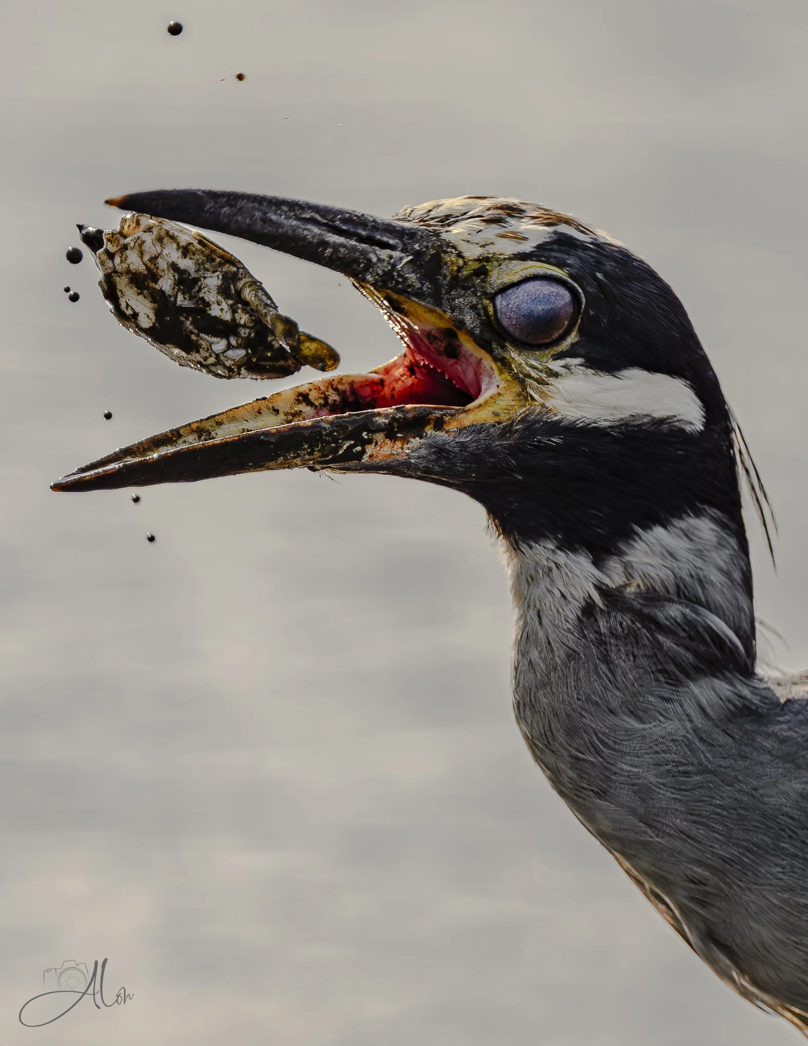 Tossed Crab (Yellow-Crowned Night Heron) _0Z87637
