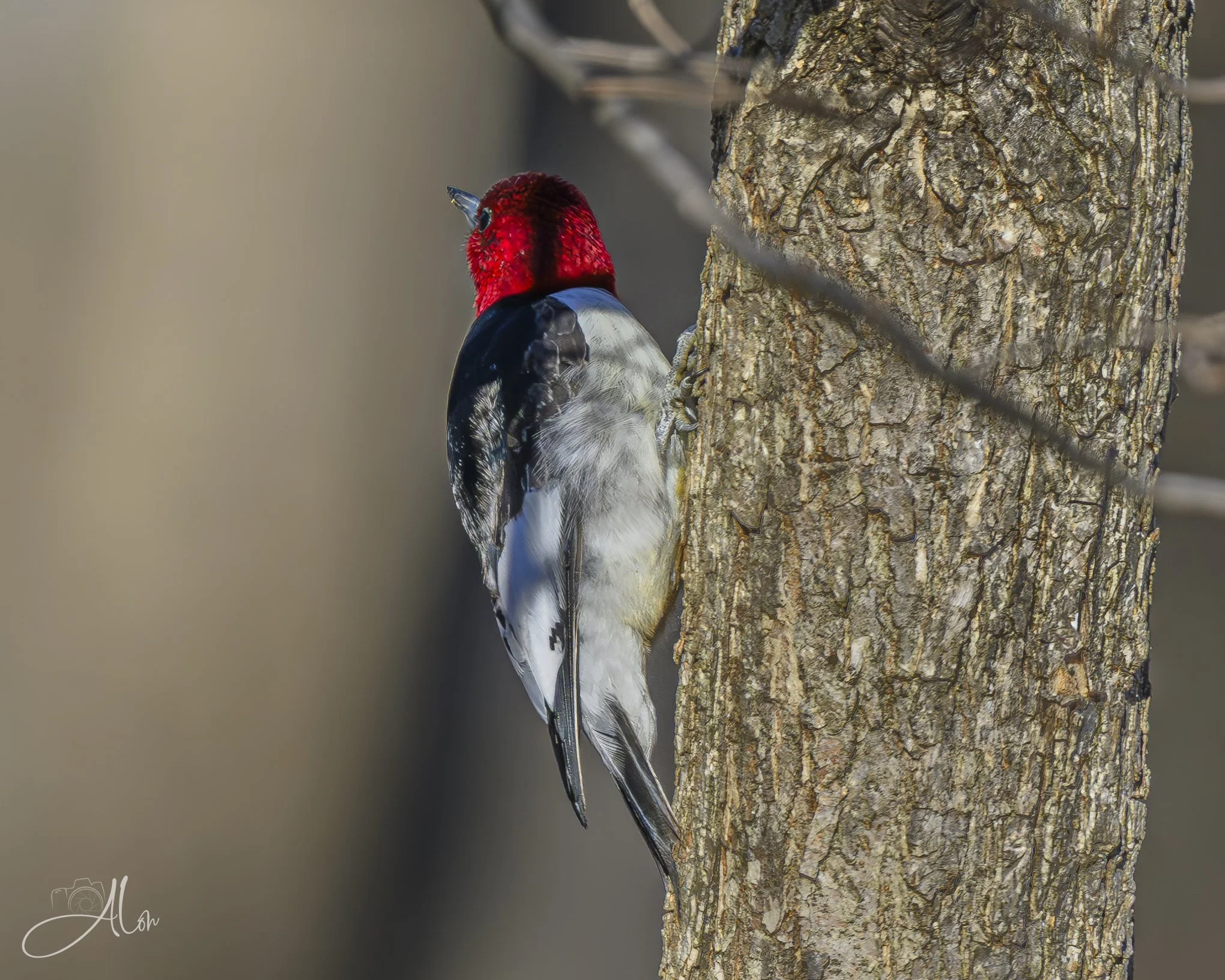 Look Away
(Red-Headed Woodpecker)
0Z82602