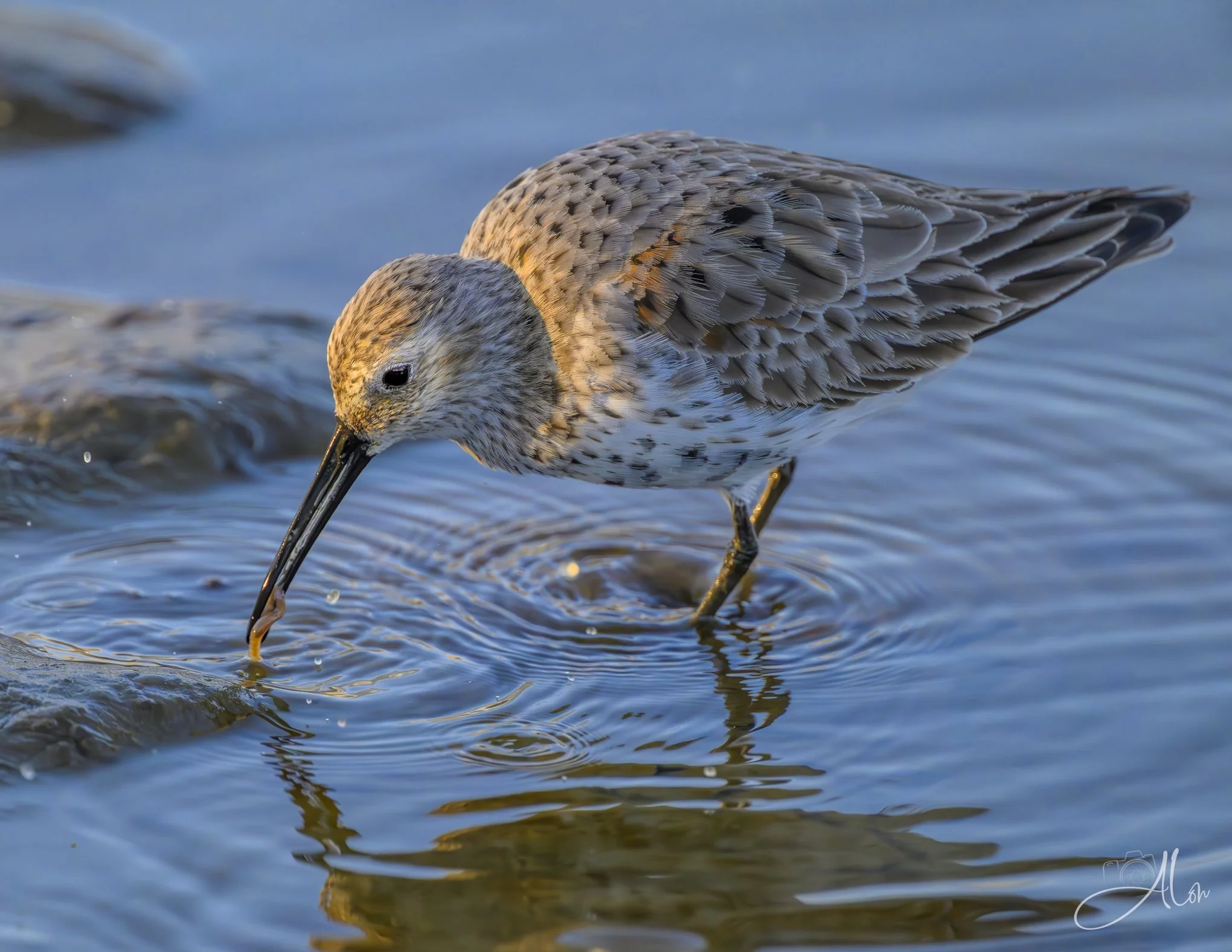 Forceps, Please
(Dunlin)
0Z84099