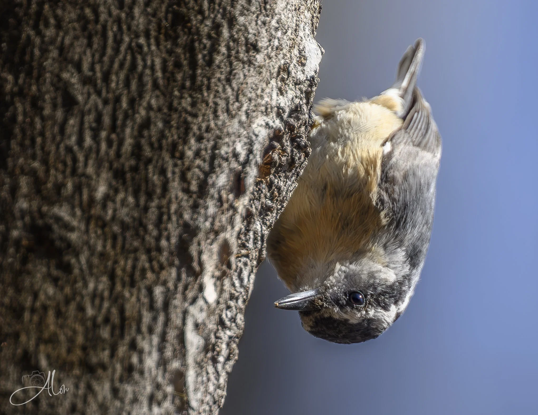 Contracting
(Red-Breasted Nuthatch)
0Z82338