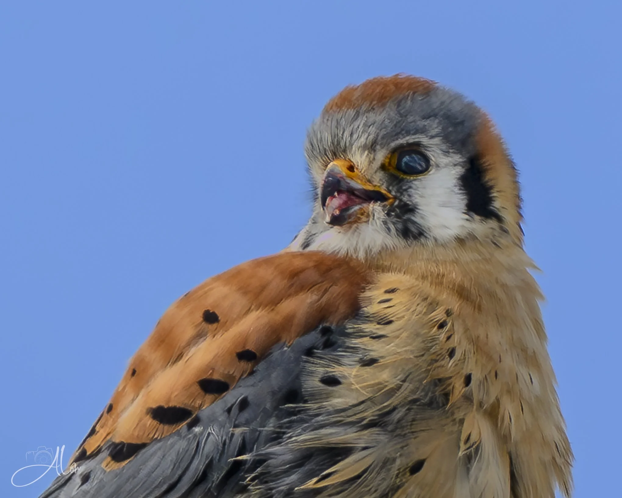Gooey Lips
(American Kestrel)
0Z82232