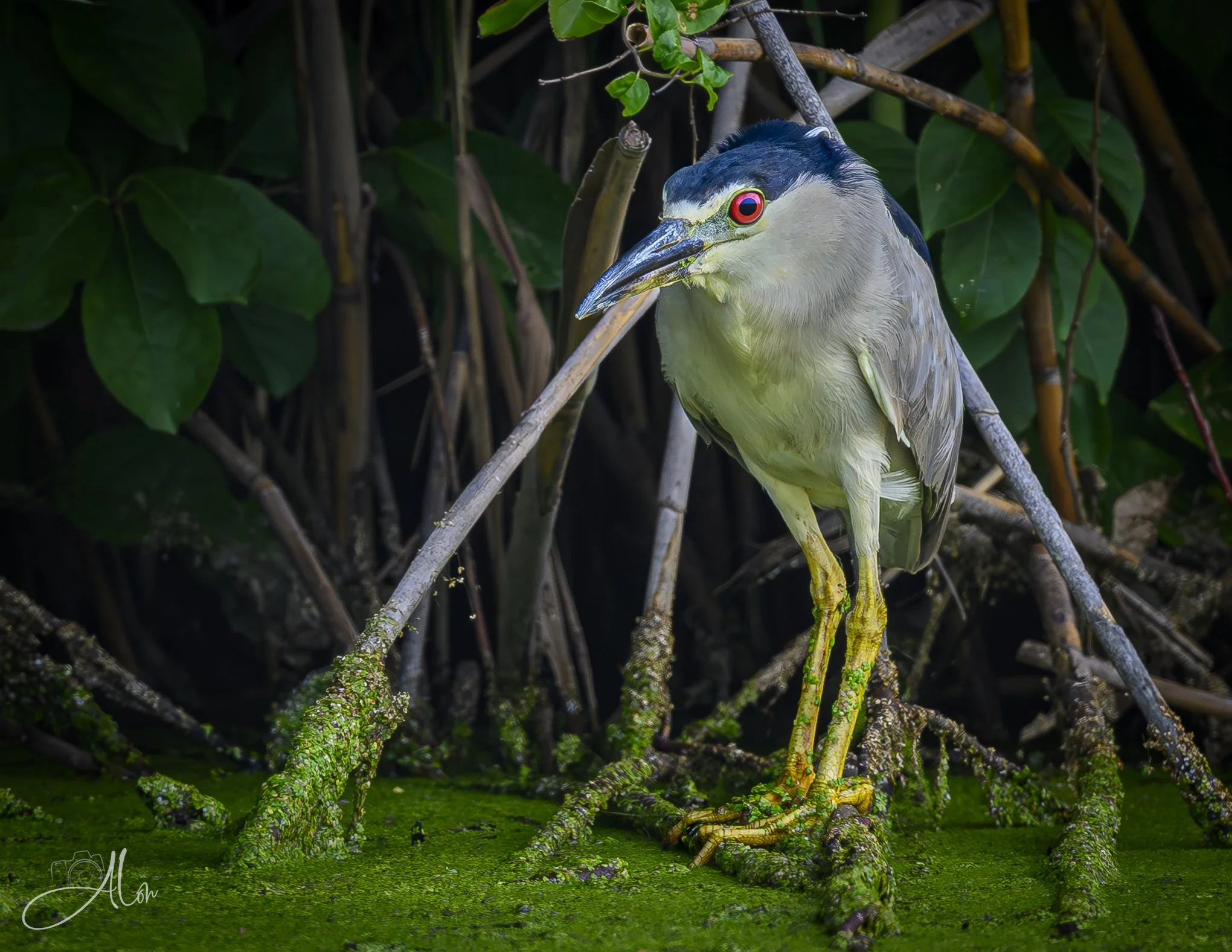 Javelin (Black-Crowned Night Heron) 072726_2538