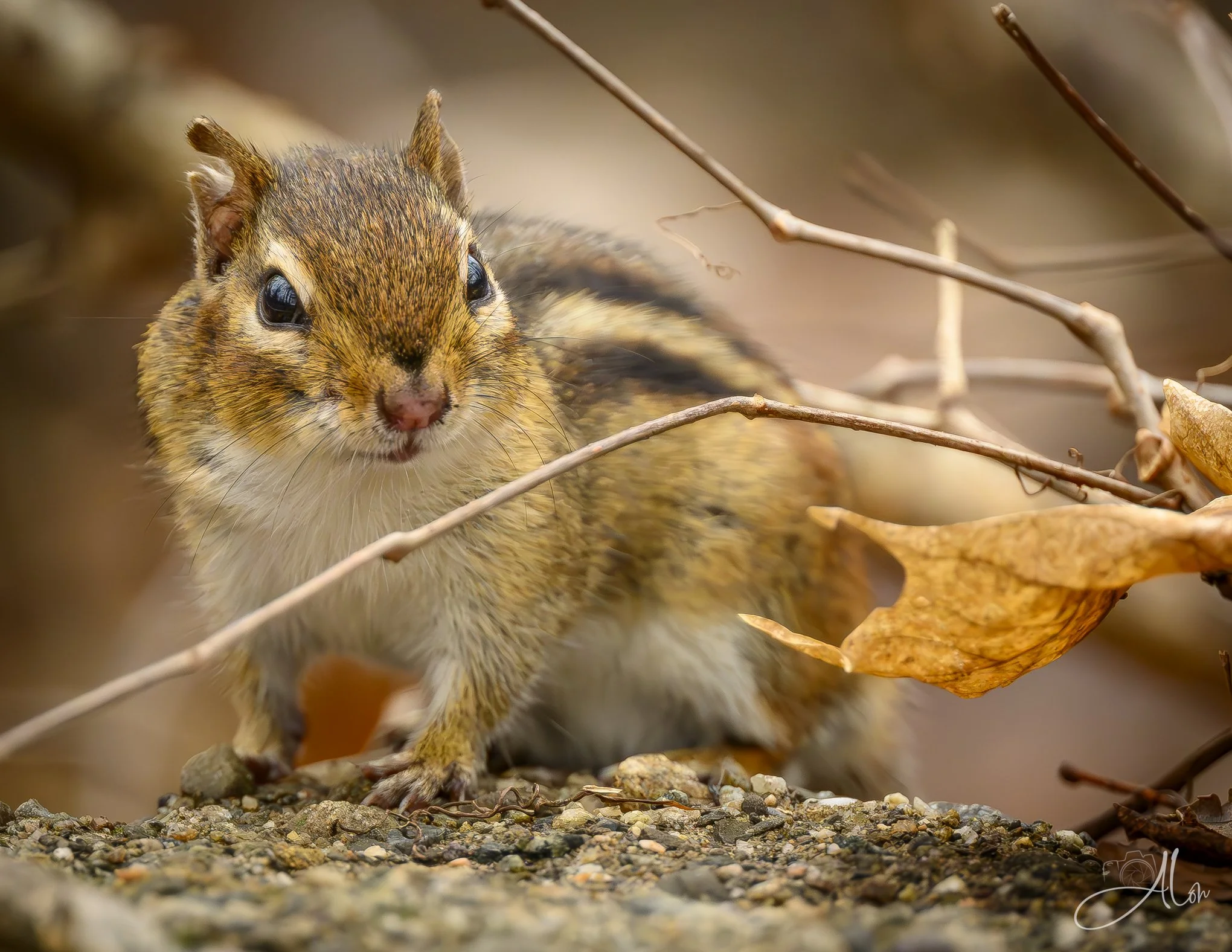 Dashing
(Chipmunk)
0Z83604