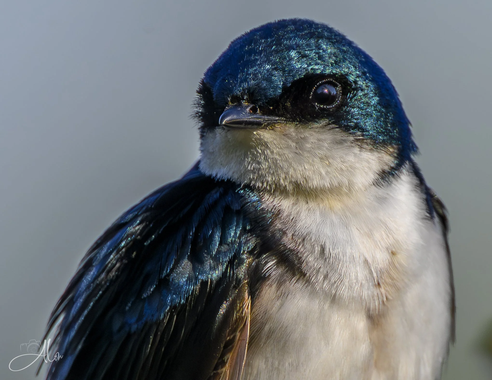(Tree Swallow)
0Z84838