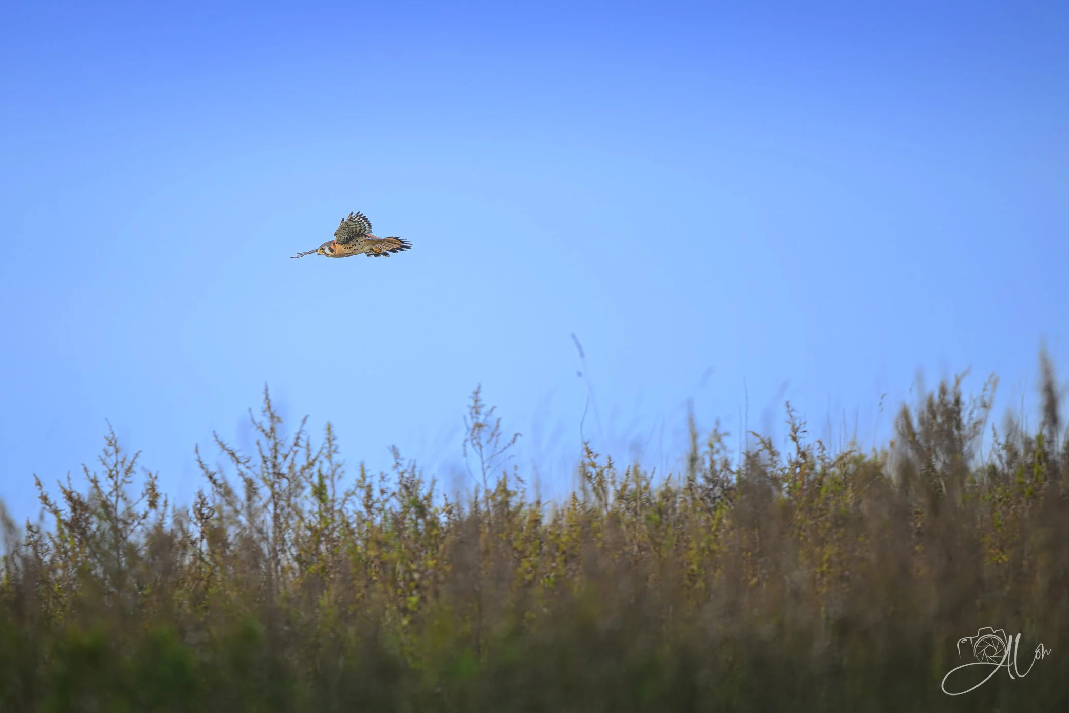 Fielding
(American Kestral)
0Z87399