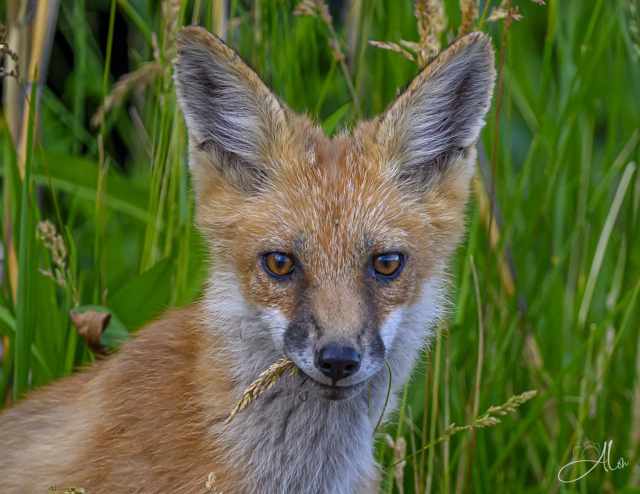 Red Fox
