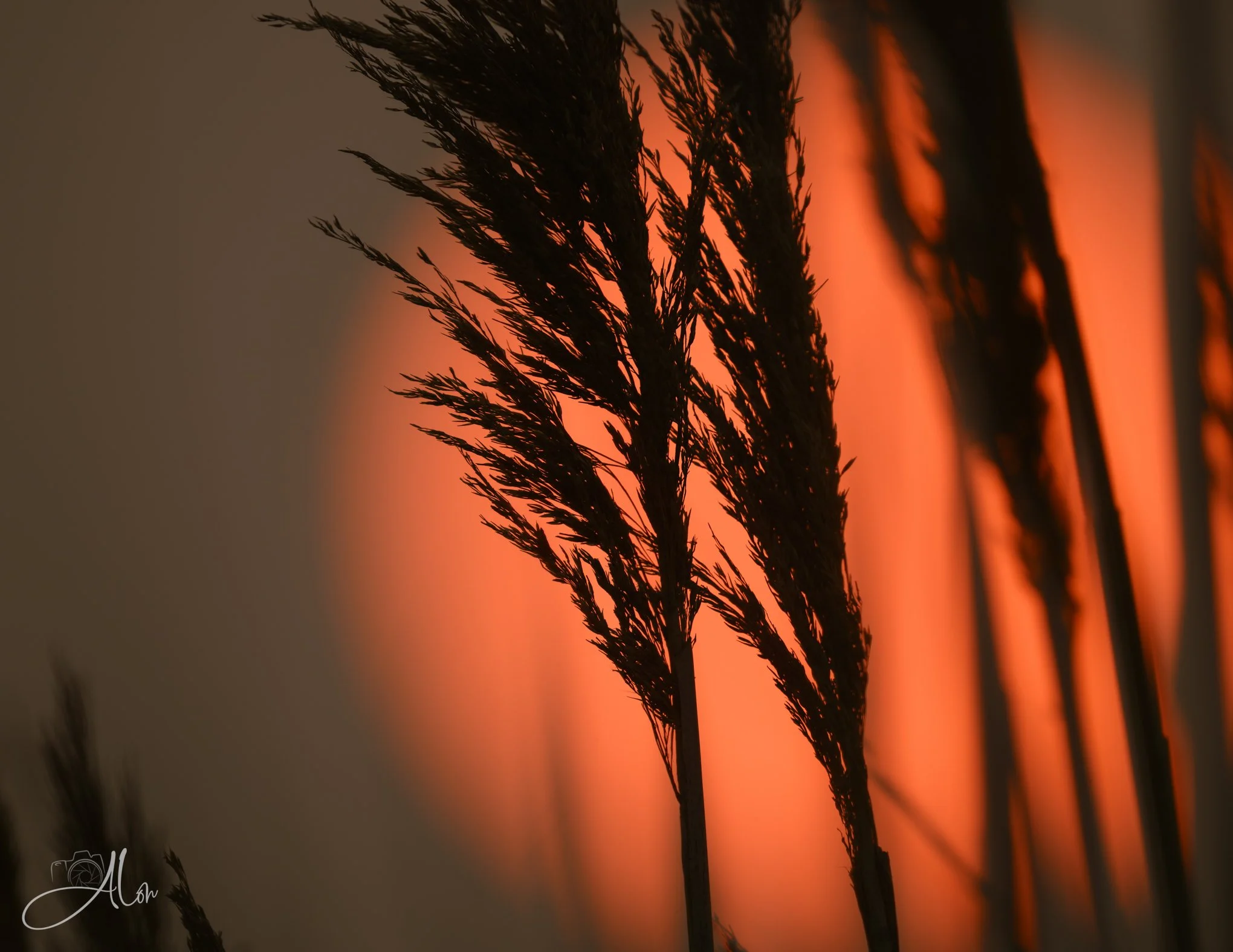 Hazy Shade of Summer 071626_2185
