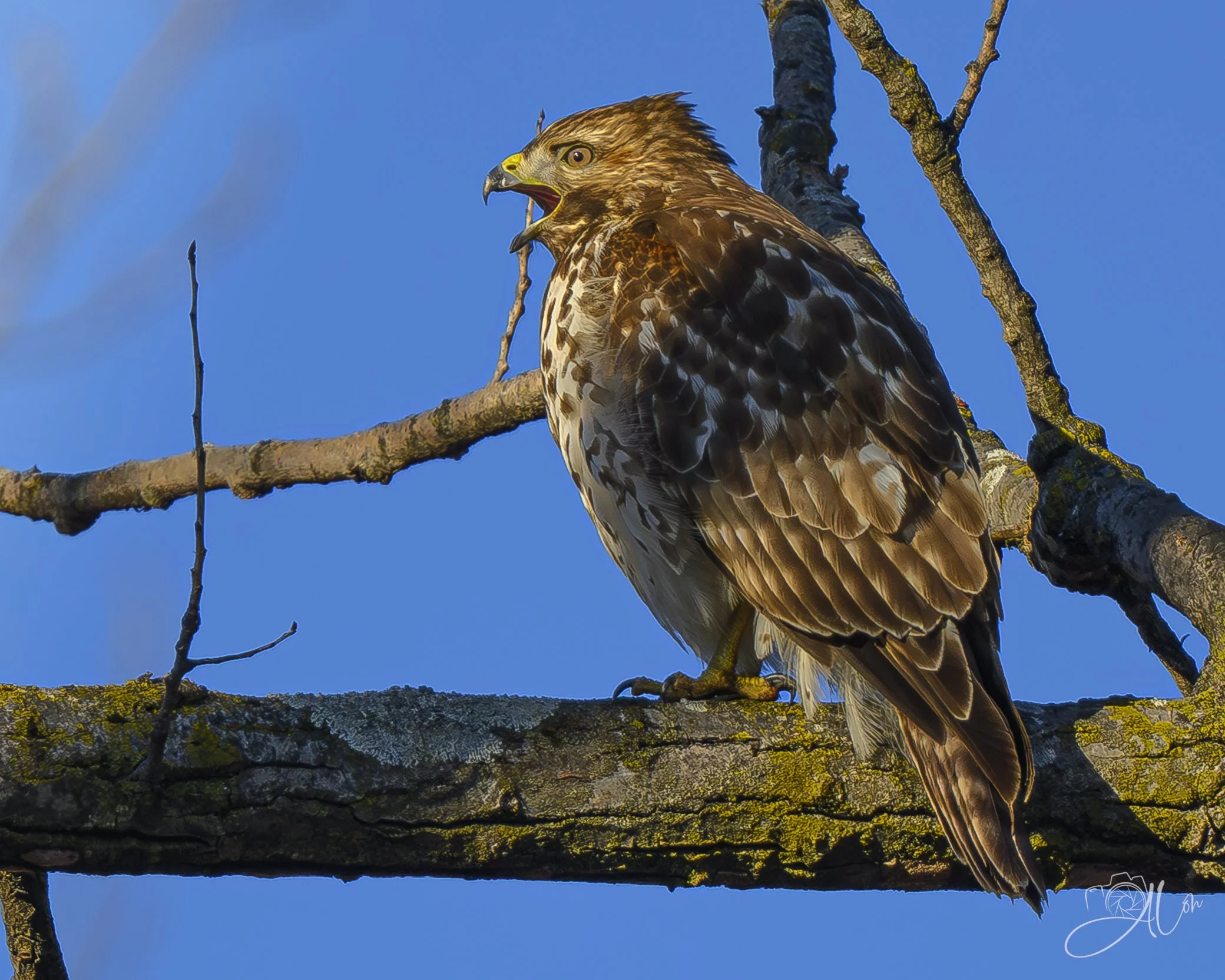 This is REALLY Important!
(Red-Shouldered Hawk)
0Z88383