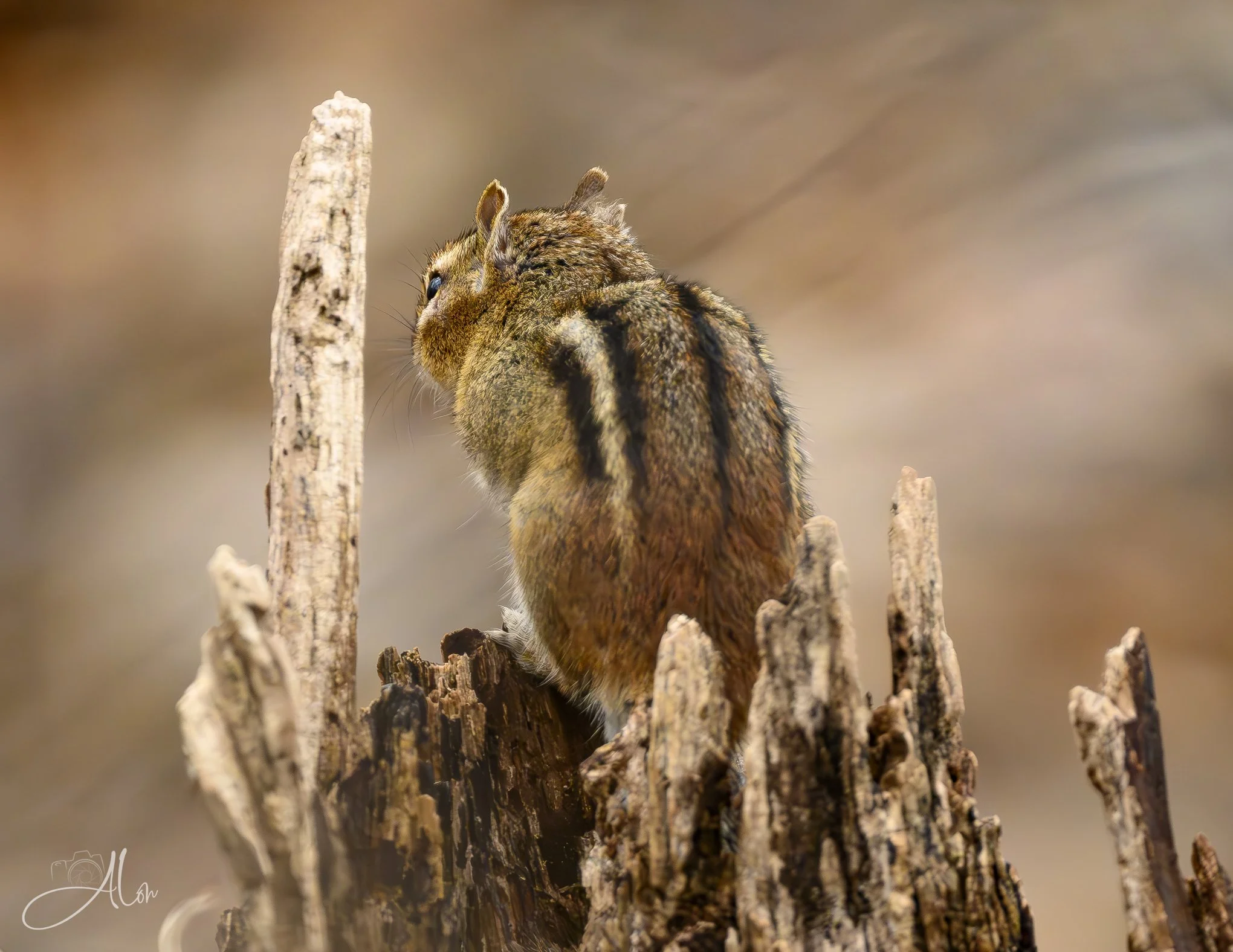 Watching the Spring Arrive
(Chipmunk)
0Z83306