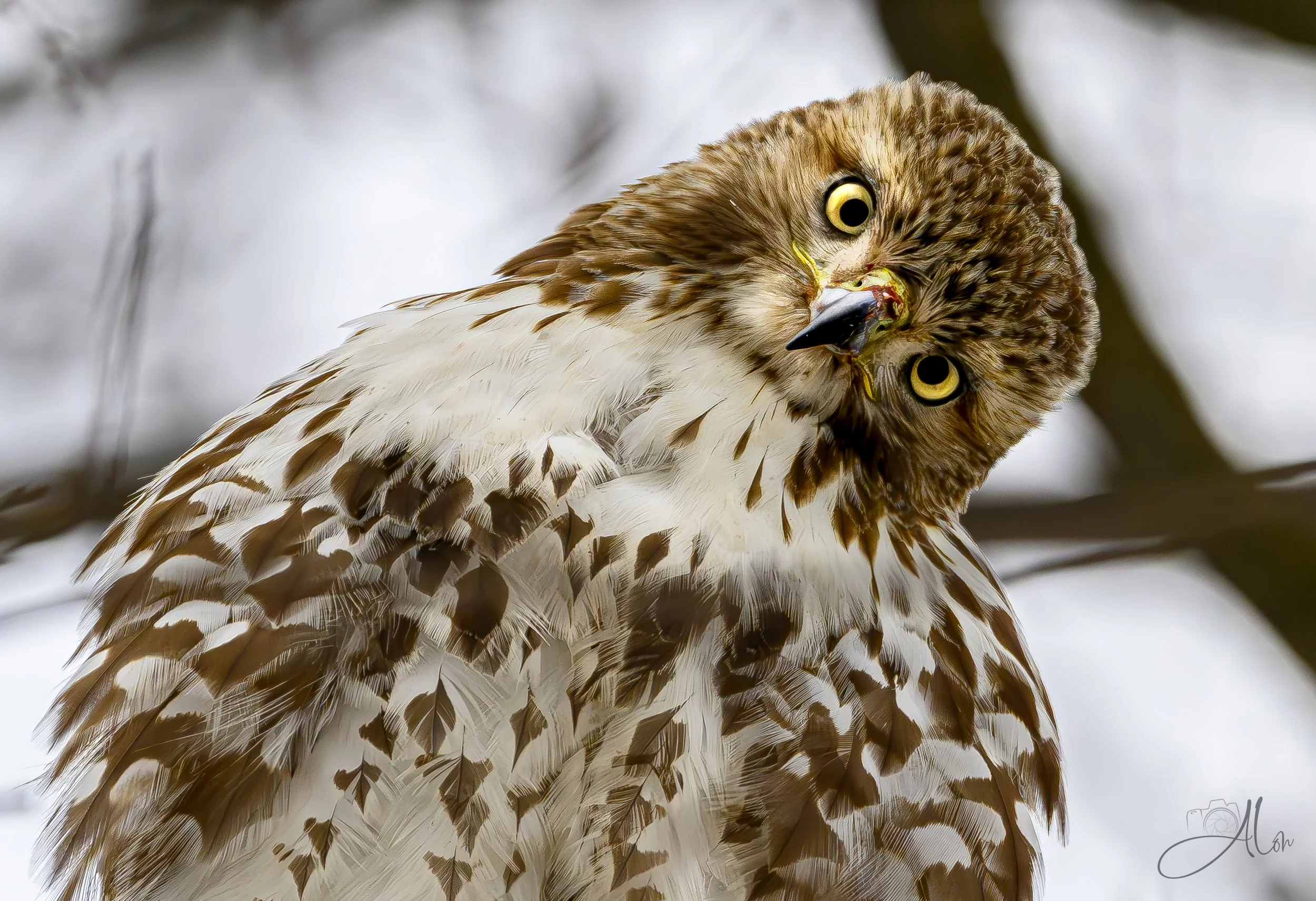 Imitation of a Dog (Red-Tailed Hawk) 0Z81977