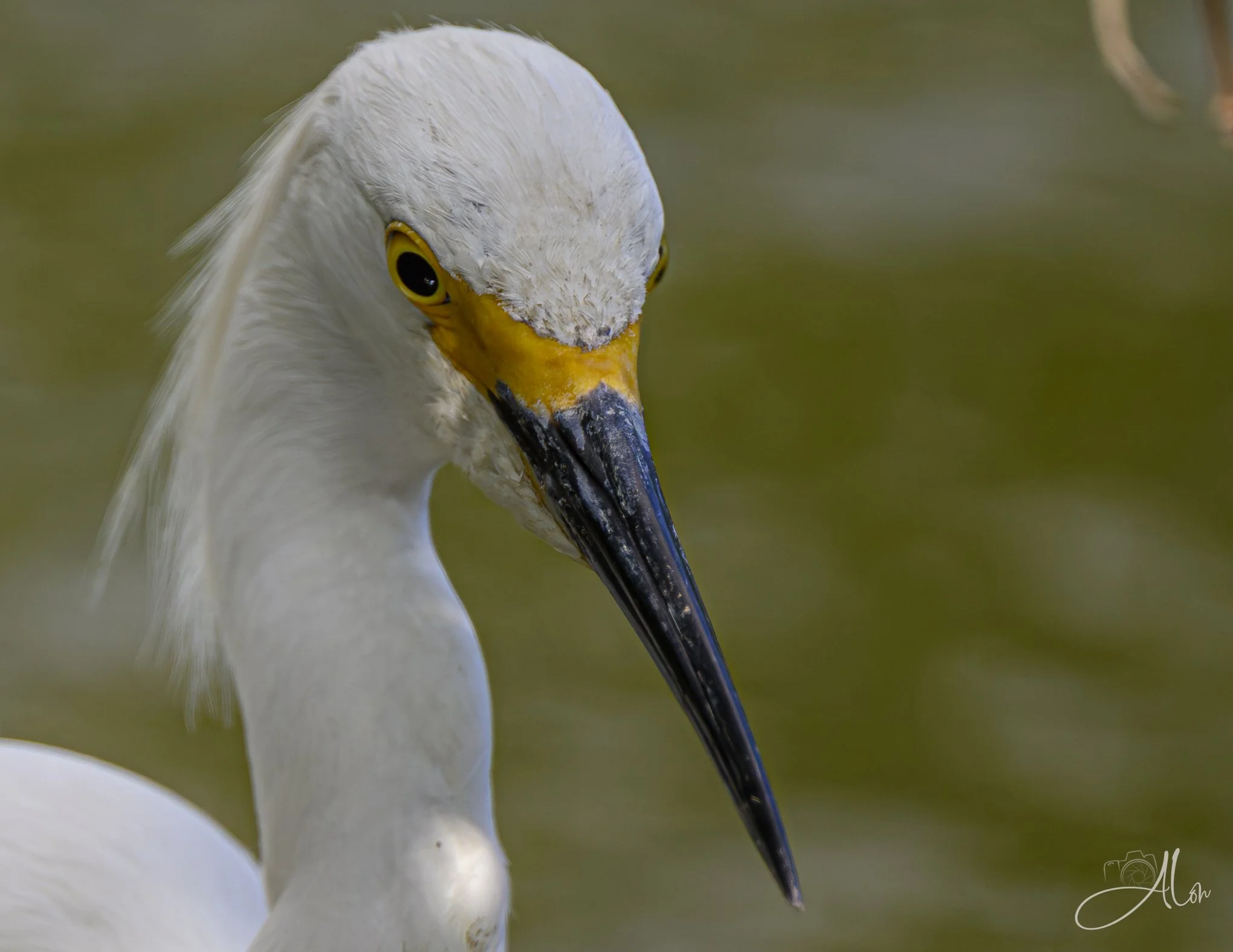 #2 Pencil (Snowy Egret) Z8062126_8962