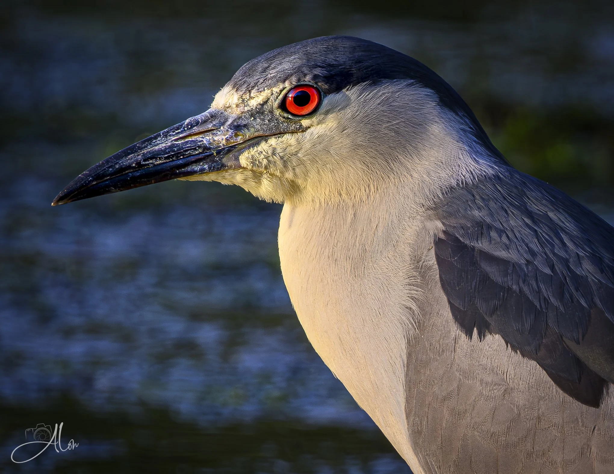 Black Crowned Night Heron