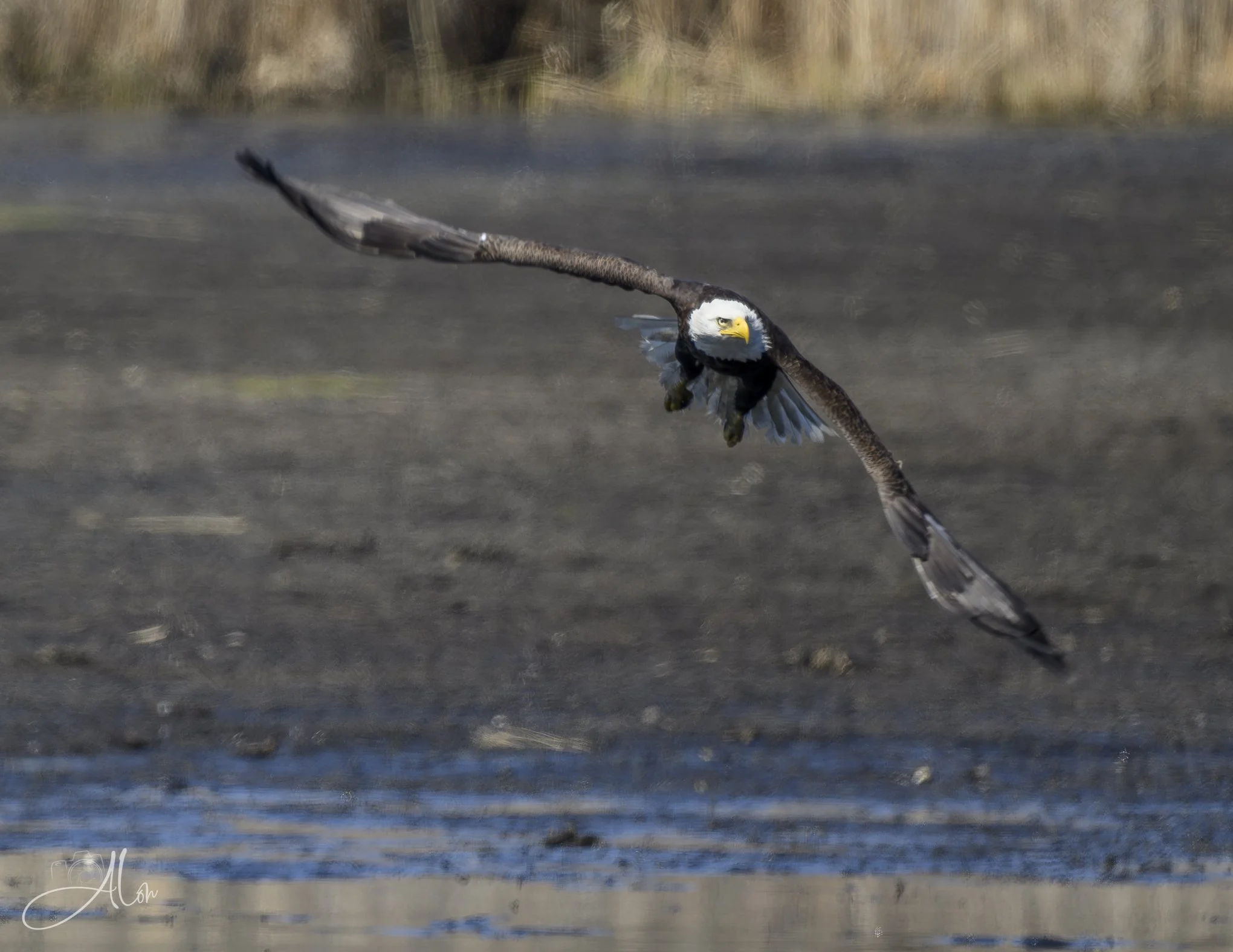 Even Keeled
(Bald Eagle)
0Z83089