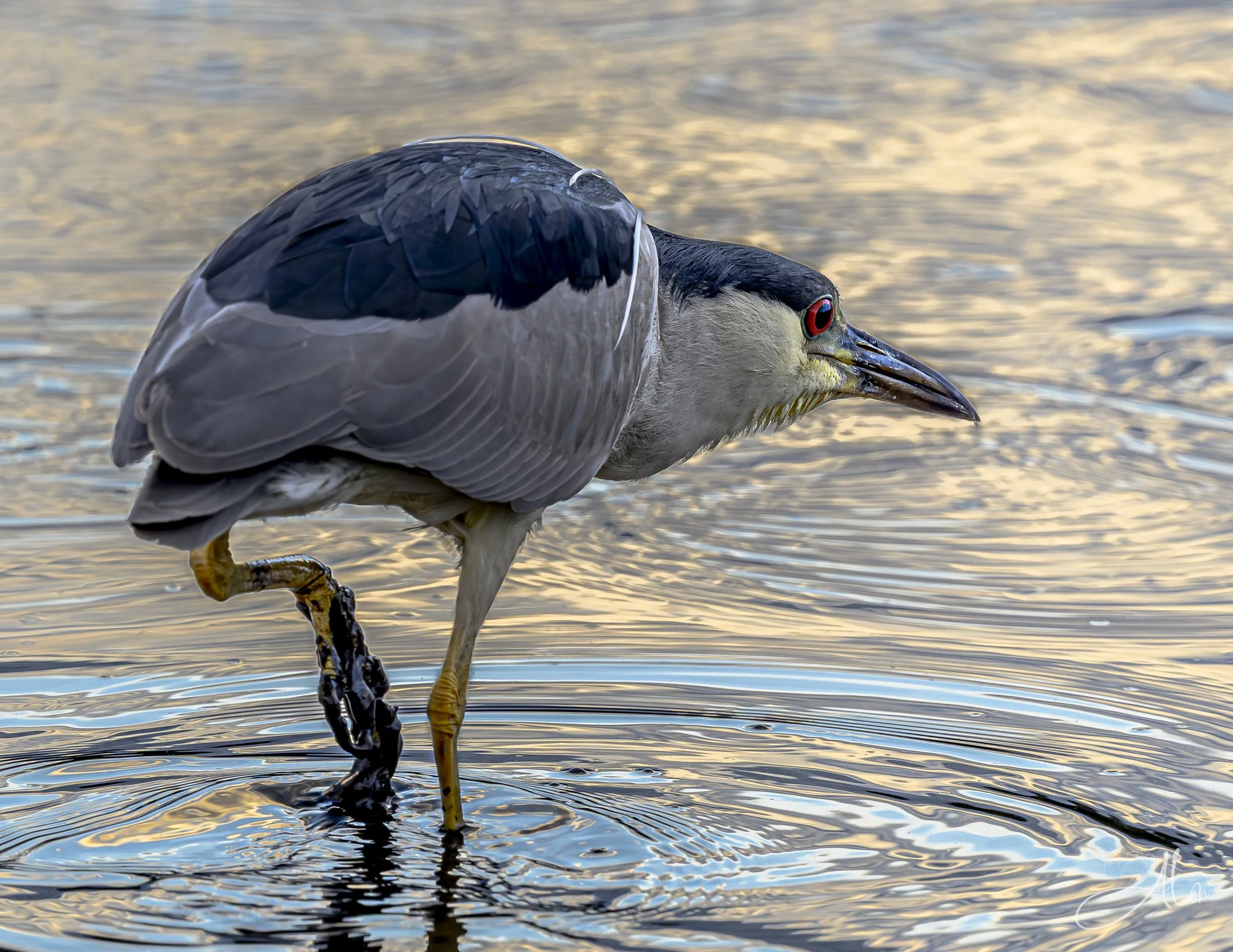 Treading Lightly (Black-Crowned Night Heron) _0Z85903