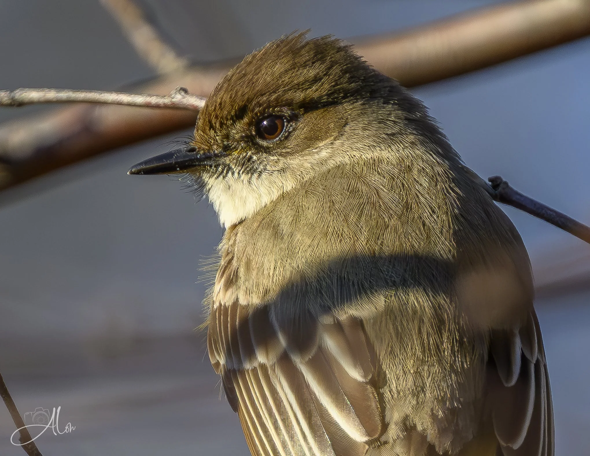 Vogue
(Eastern Phoebe)
0Z89281