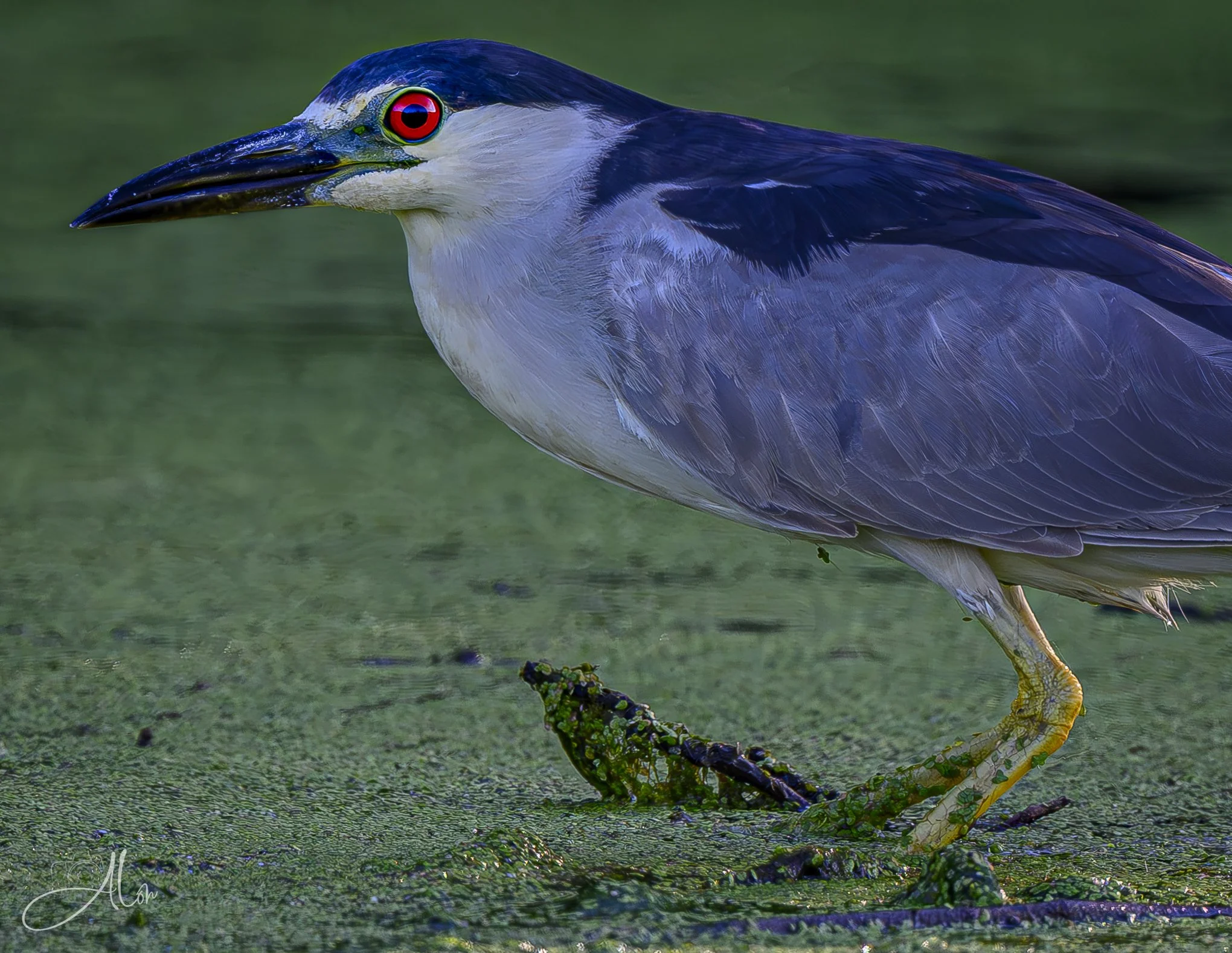 Wrong Side of the Tracks (Black-Crowned Night Heron)  Z8070826_4726-Edit