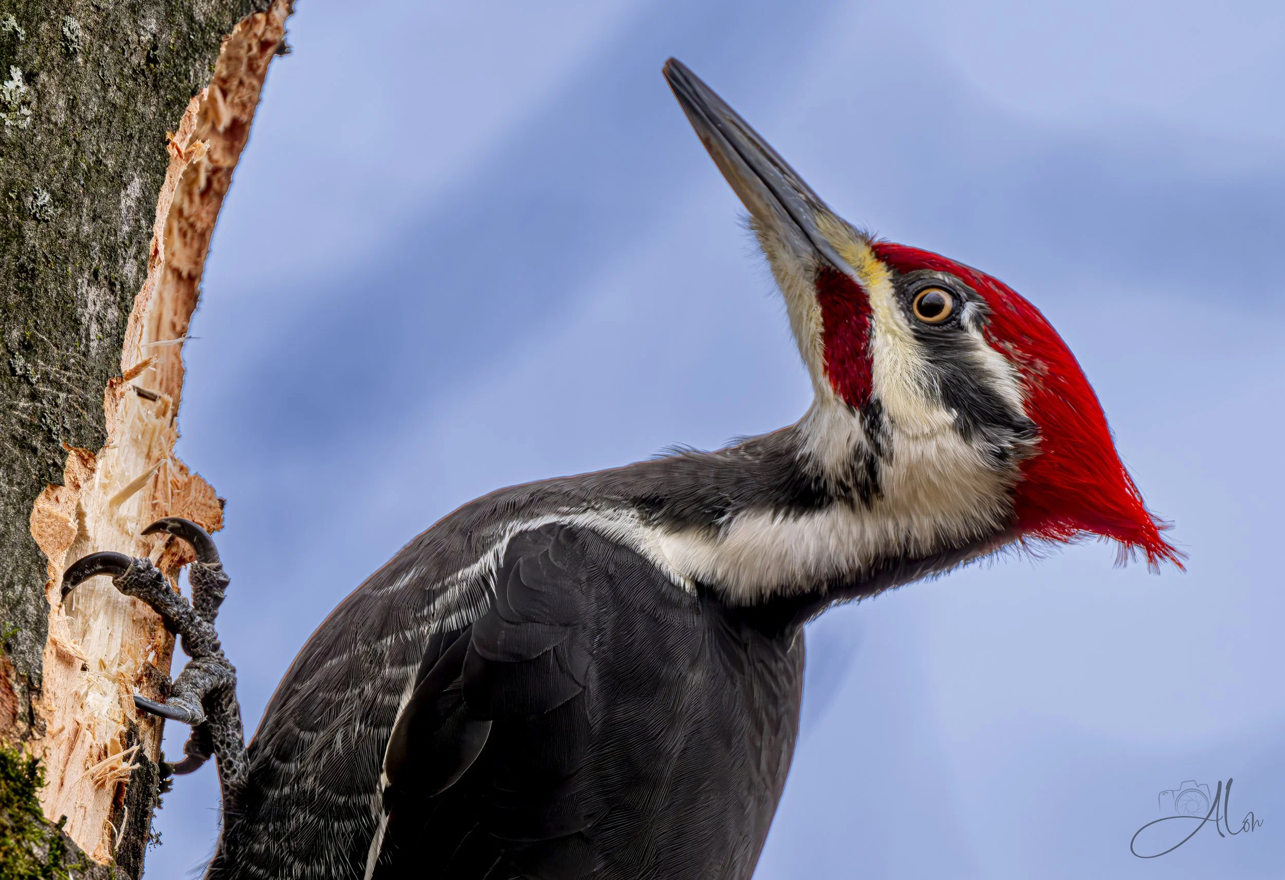 Ten HUT! (Pileated Woodpecker) 0Z83868