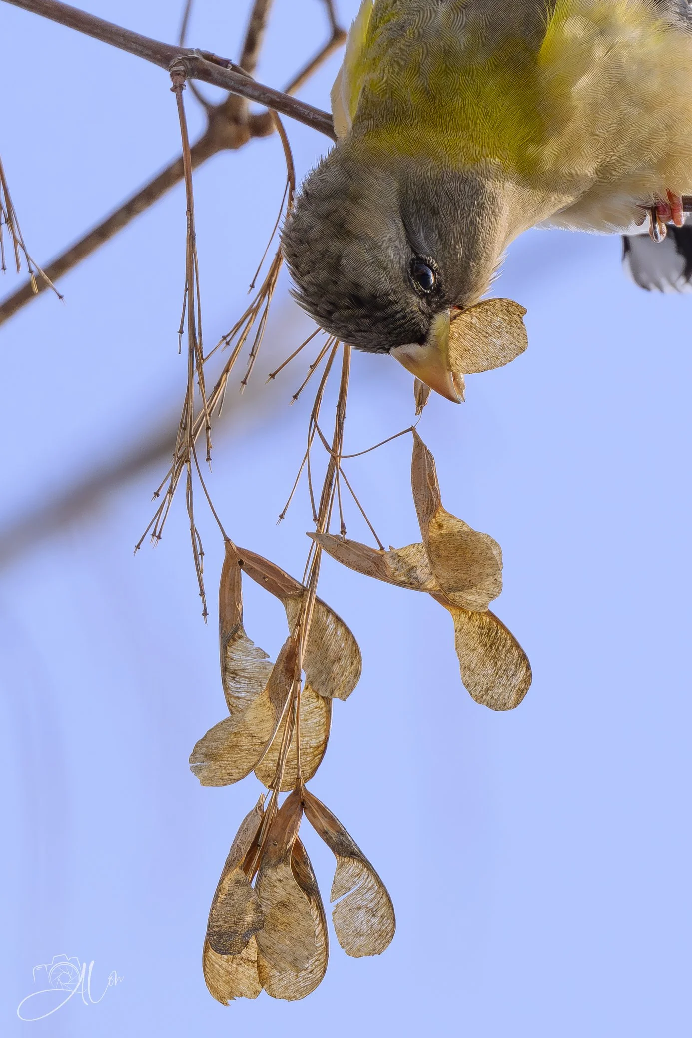 Dangling
(Evening Grosbeak)
0Z83309