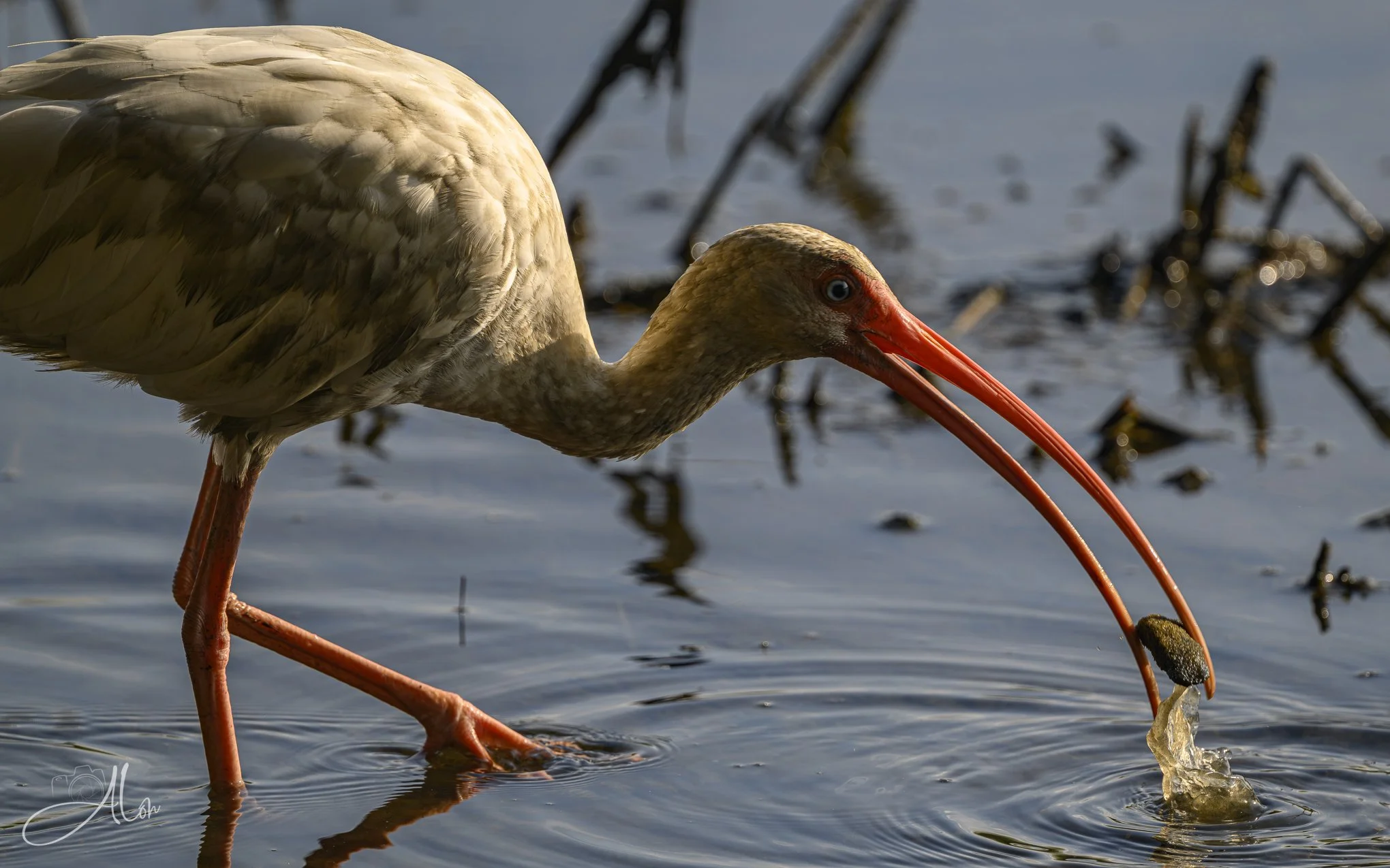 Streaming Mollusks (American White Ibis) 081926_1603