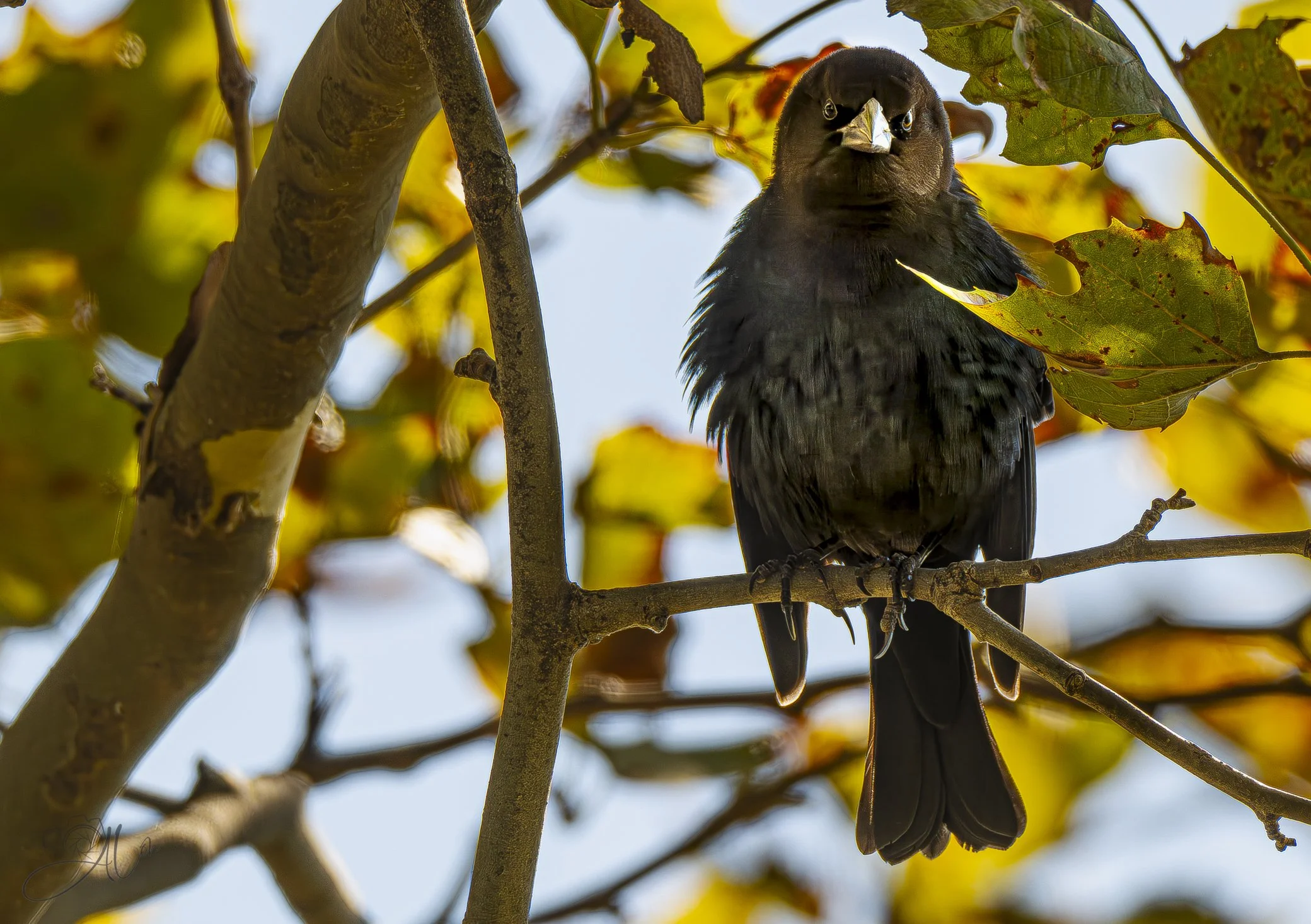More Cowbird!
(Brown-Headed Cowbird)
0Z89929