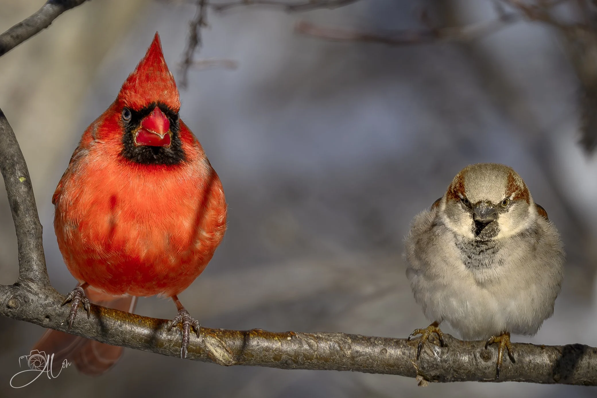 Deniro and Pesci
(Northern Cardinal + House Sparrow)
0Z85854