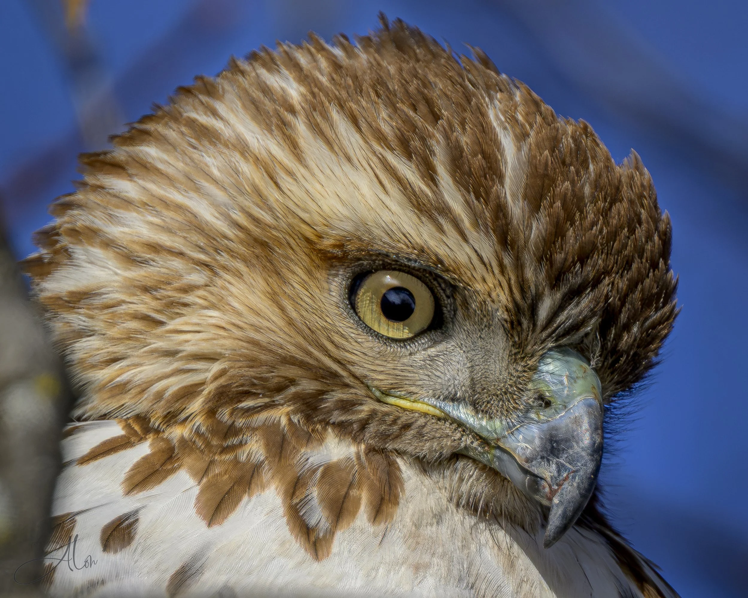 Forelorn (Red-Tailed Hawk) 0Z87433