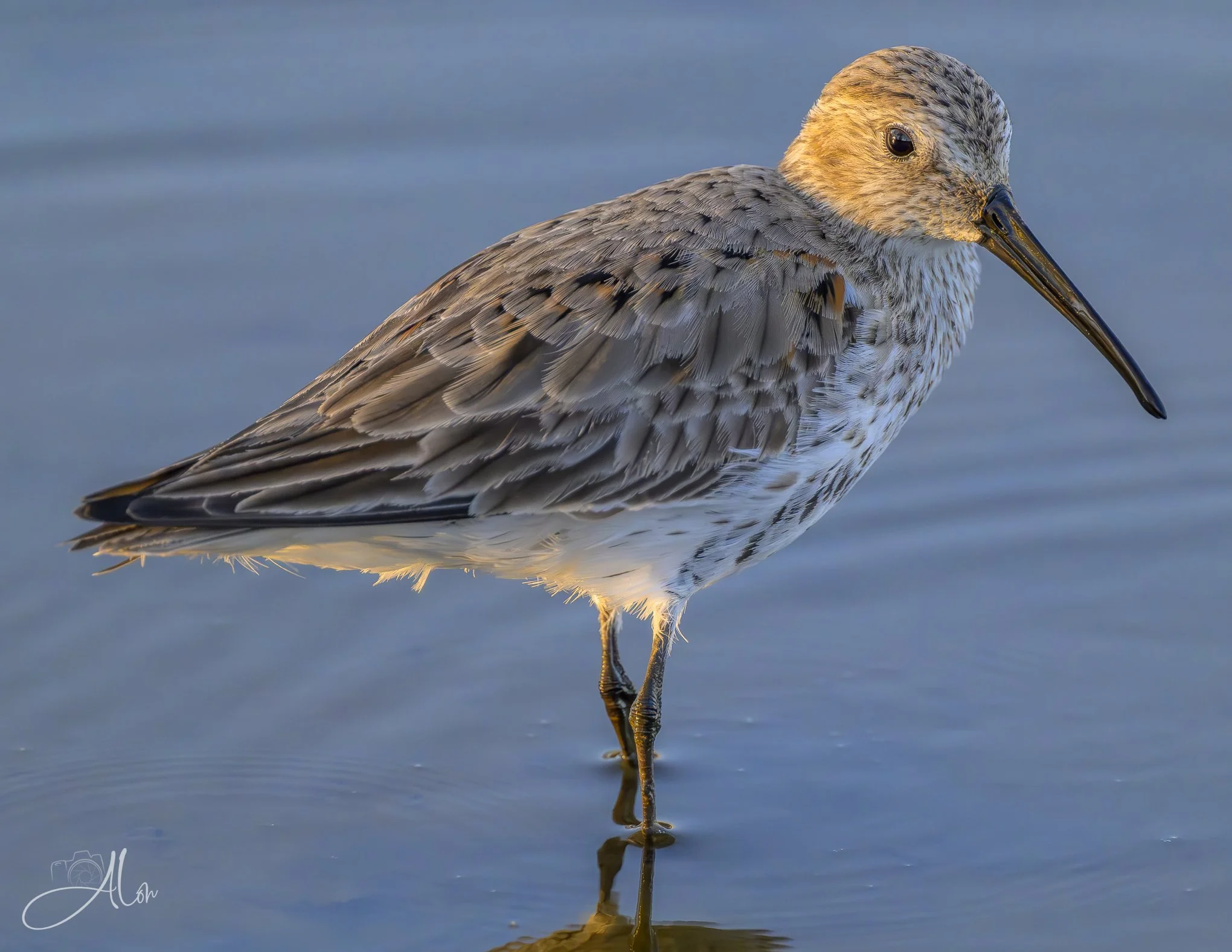 Looking Casual
(Dunlin)
0Z84065