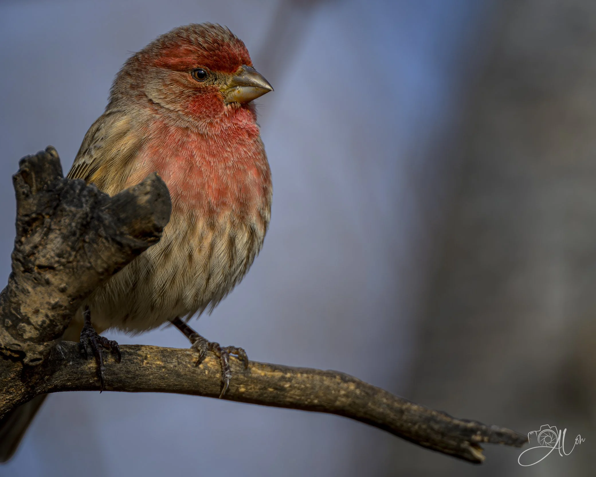 Strawberry Shortcake
(House Finch)
0Z86458