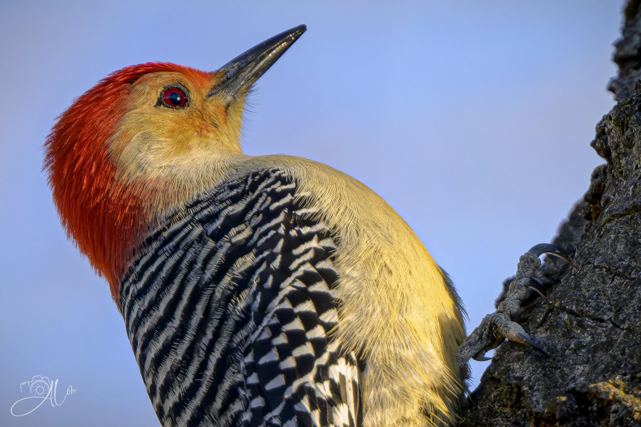 Workin' My Way Up
(Red-Bellied Woodpecker)
0Z81513