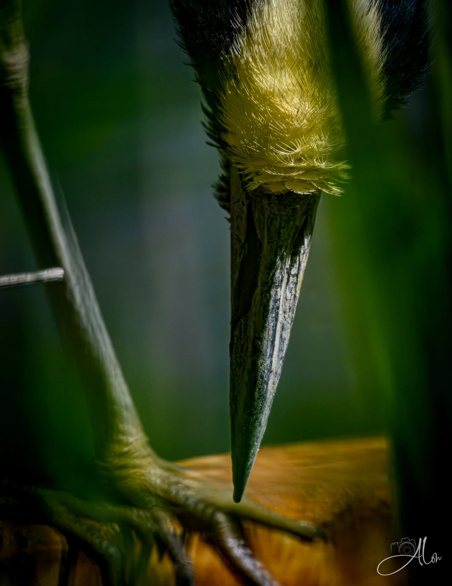 Abstraction (Yellow-Crowned Night Heron) 0Z83390
