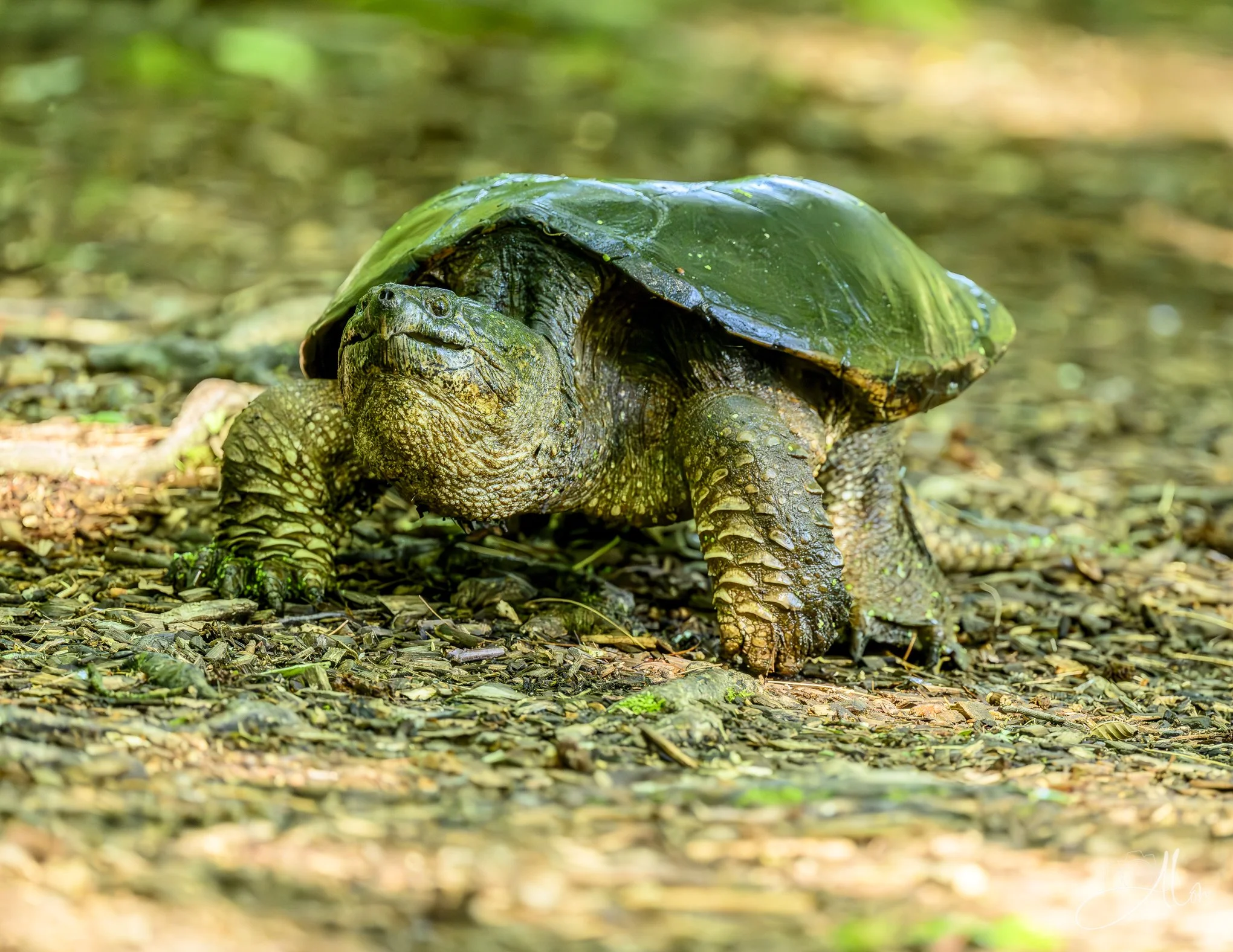Common Snapping Turtle