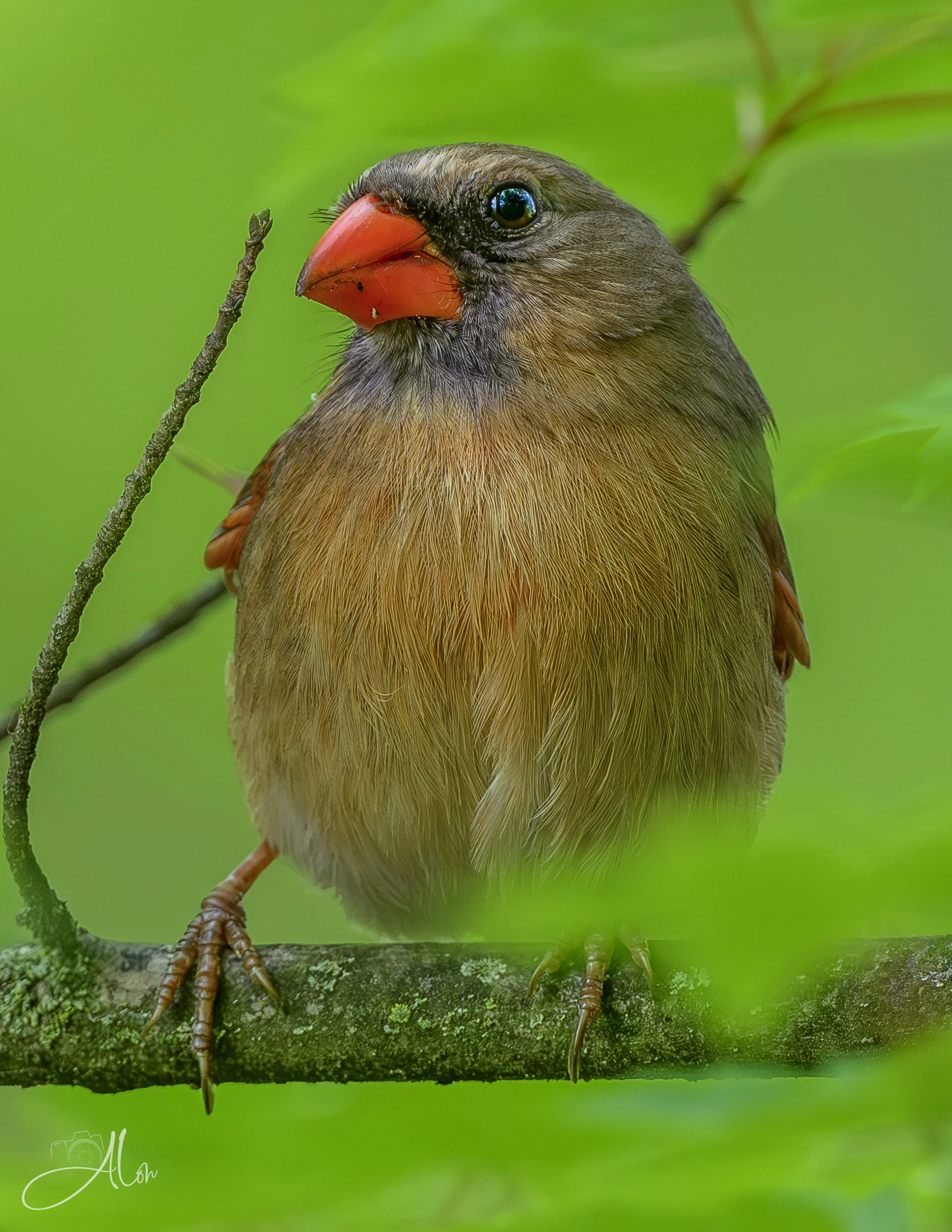Coconut (Northern Cardinal)