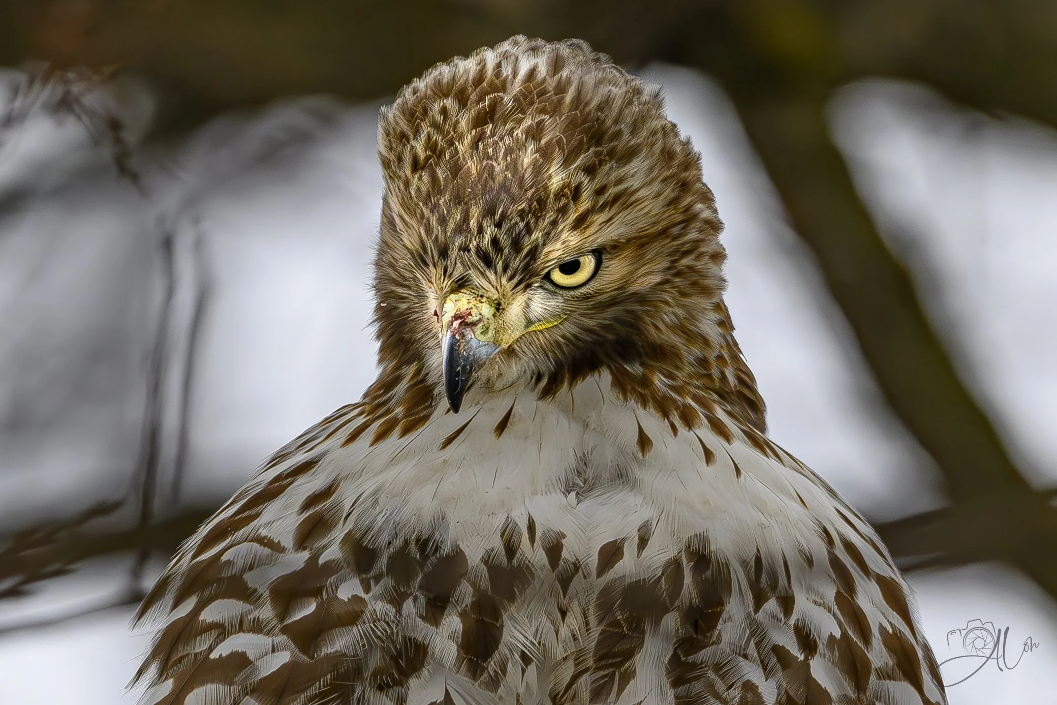 Pennywise
(Red-Tailed Hawk)
0Z82063