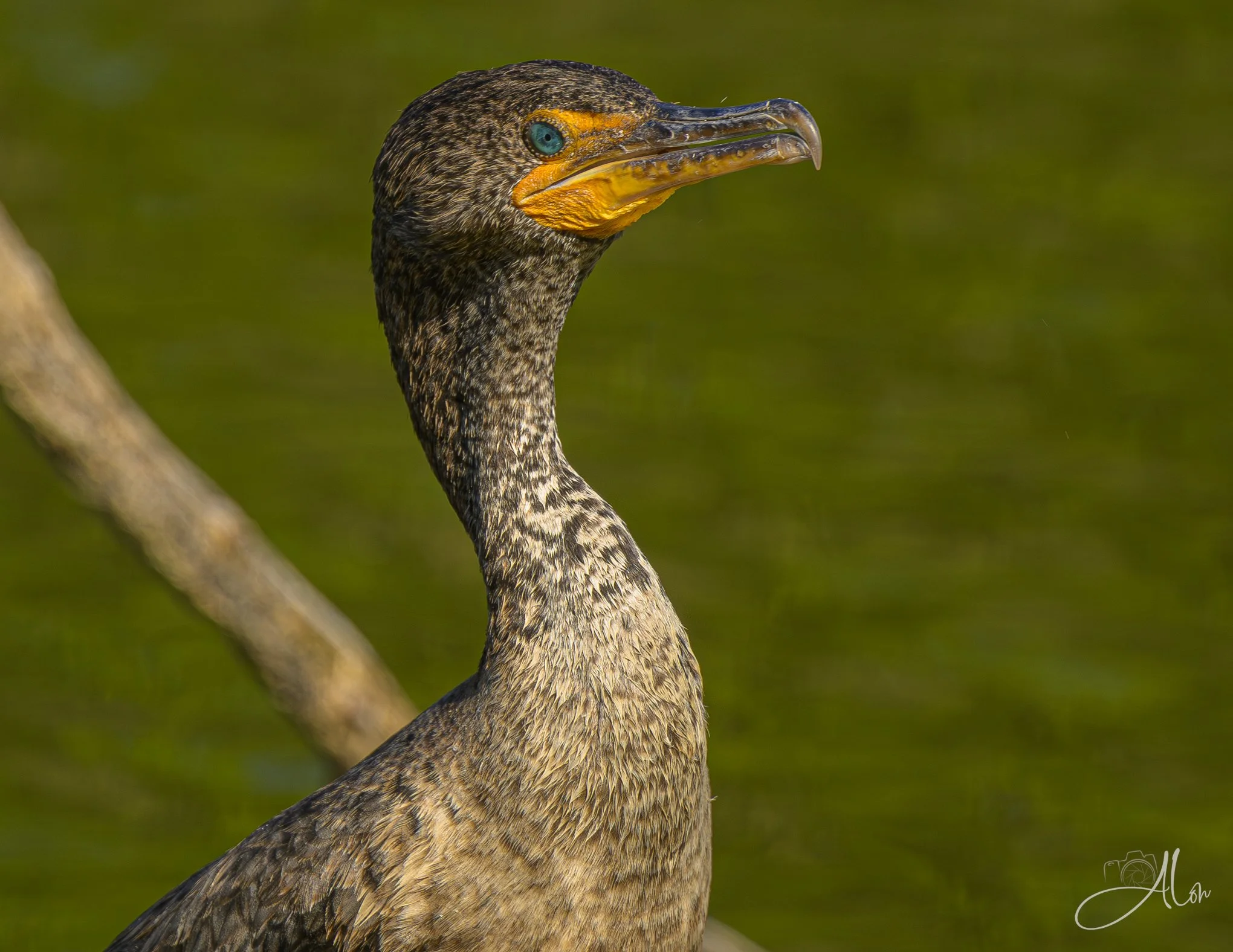 Old School Marm
(Double-Breasted Cormorant)
0Z87410