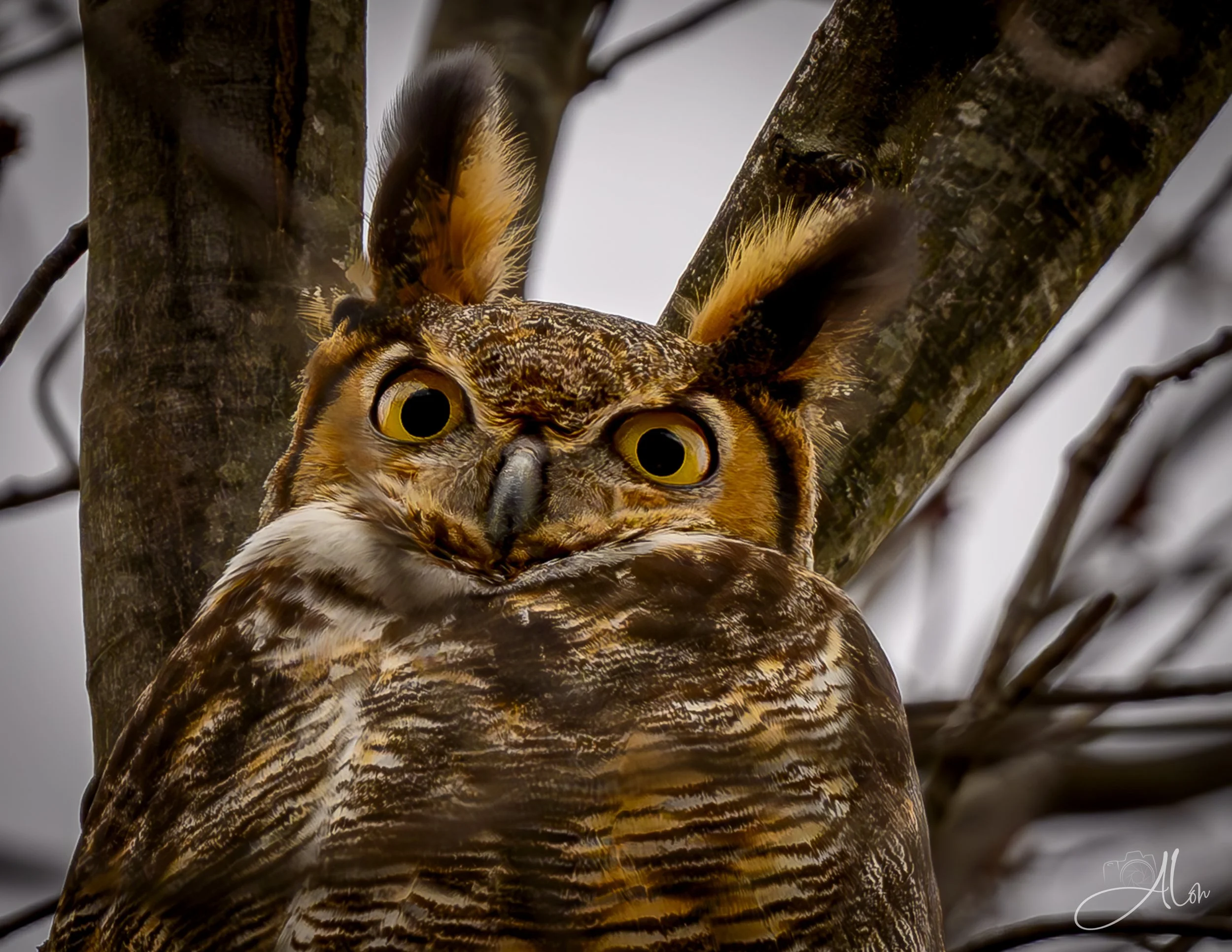Great Horned Owl