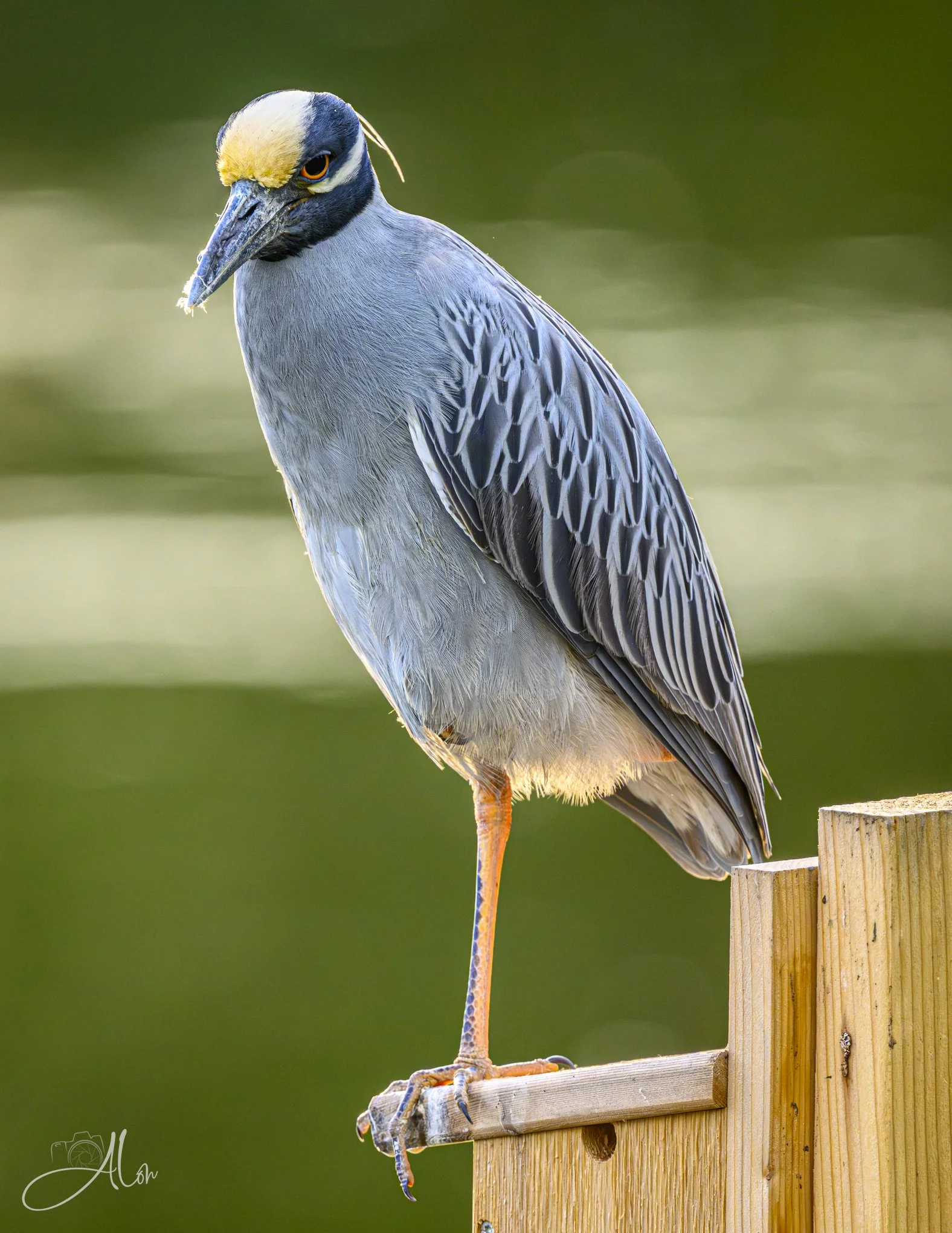 Māori Tattoo (Yellow-Crowned Night Heron) 0Z84437
